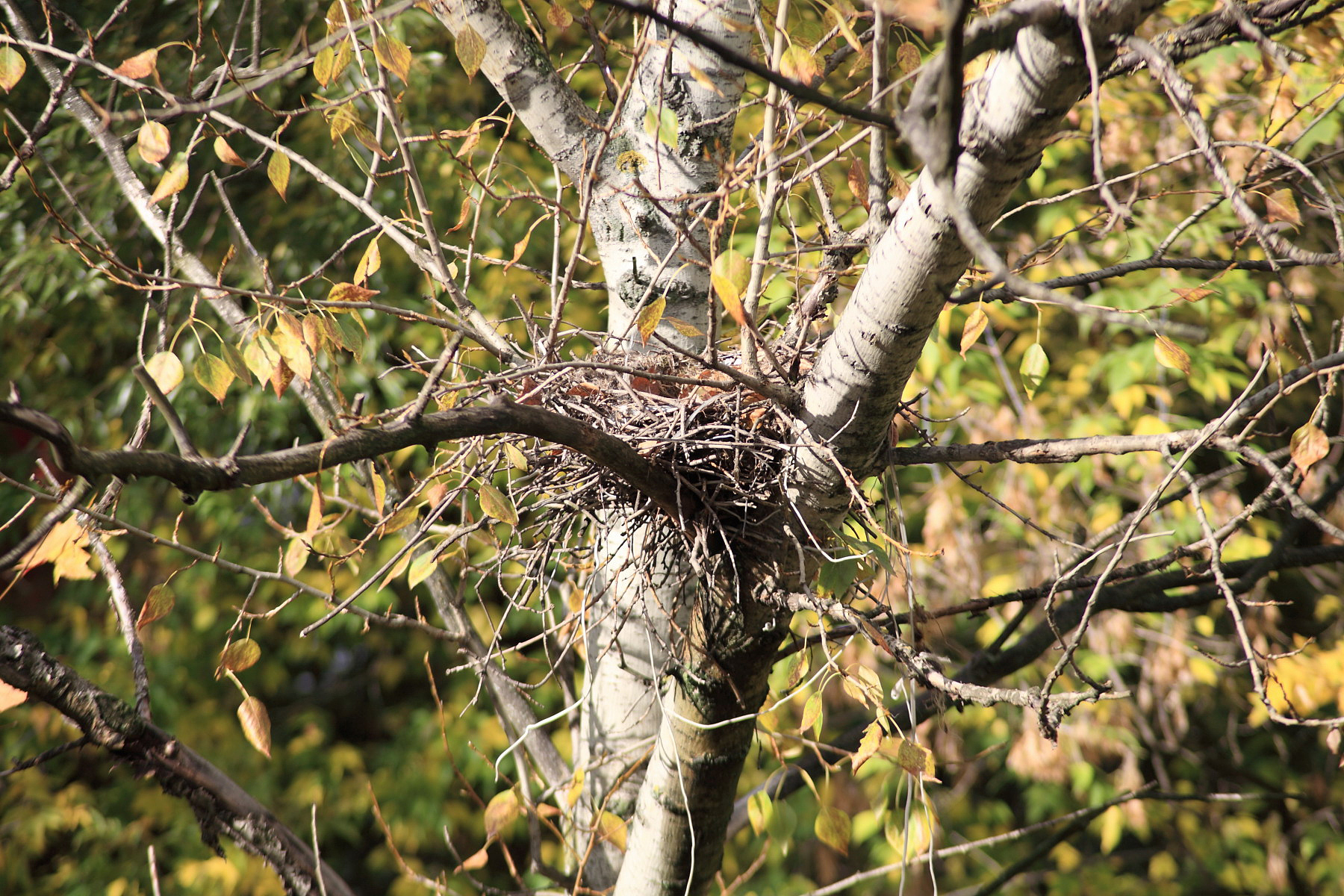 我变成的树上长满了各种形状的鸟窝缩句