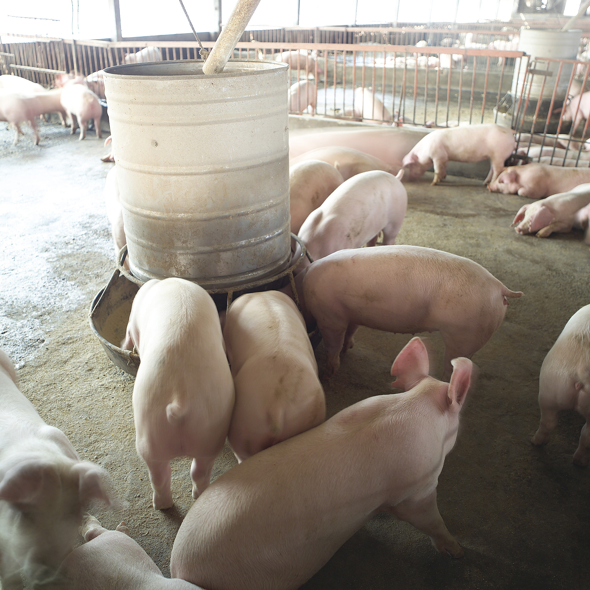 猪的起源：从野生动物到全球重要家畜