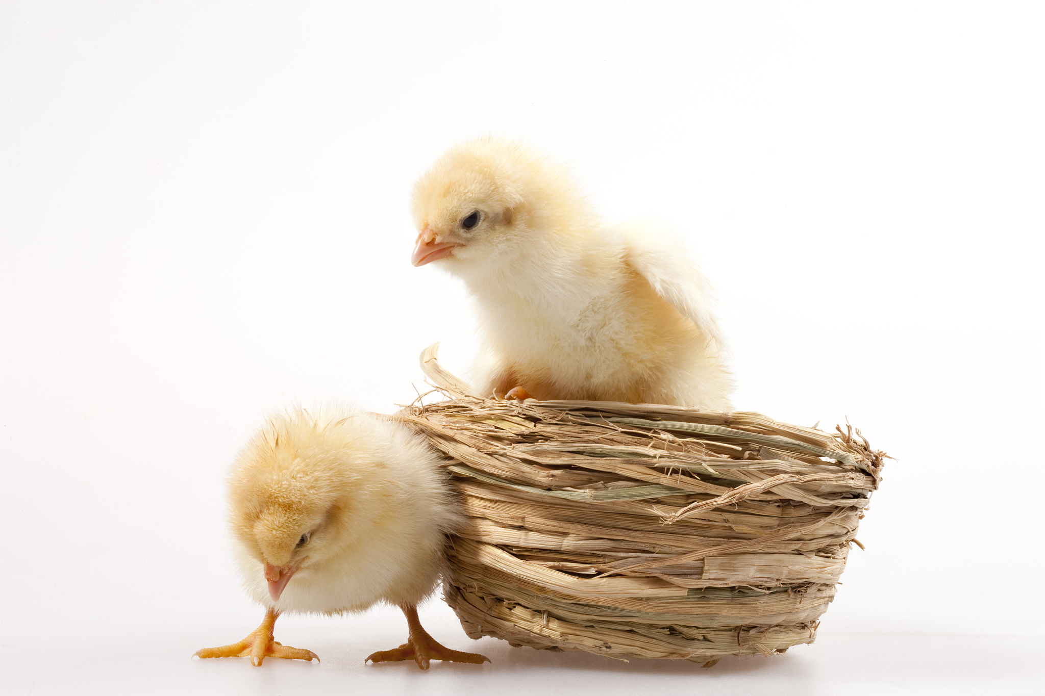 小鸡破壳后要怎么处理