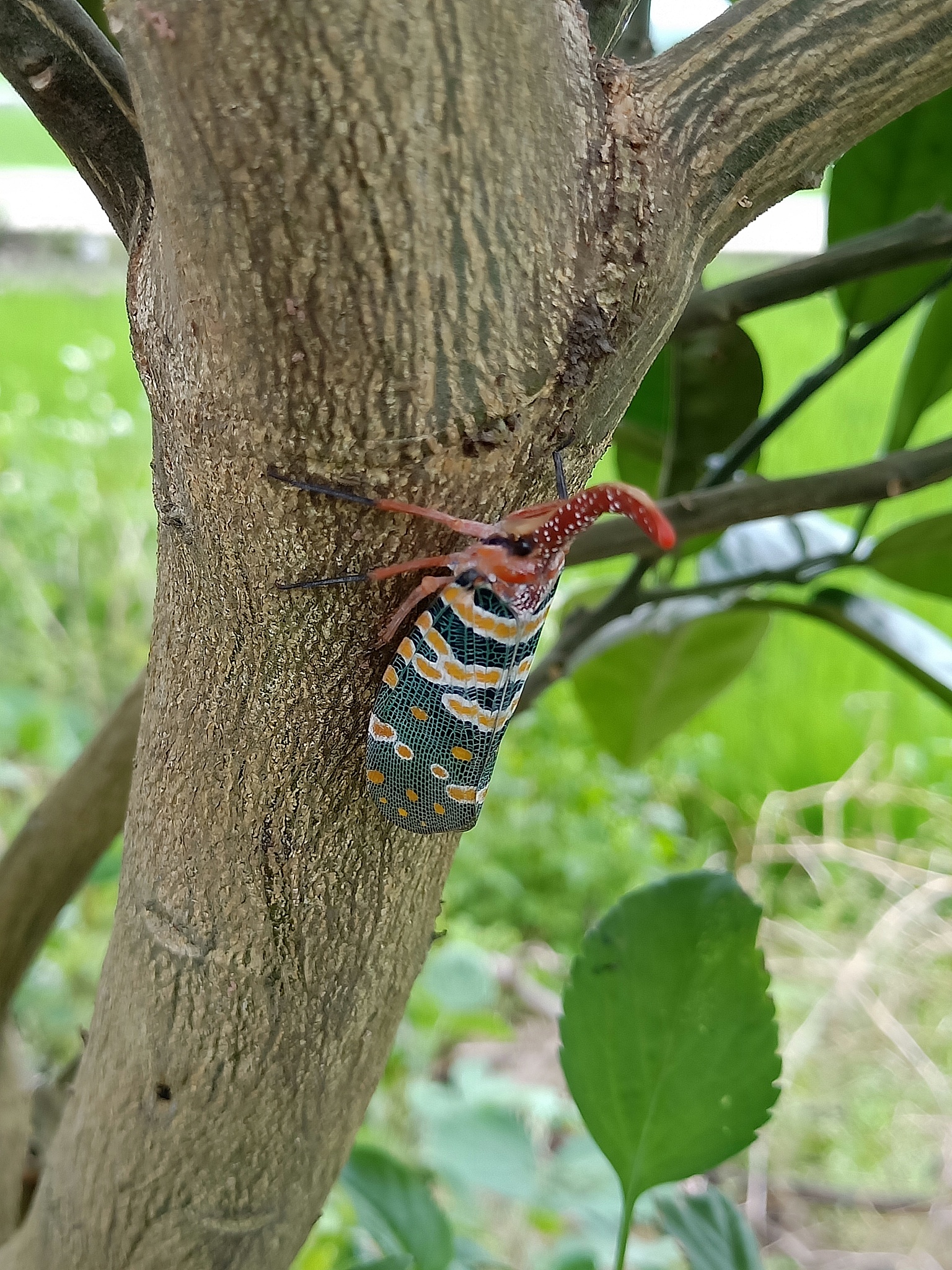 榆树卷叶筒：危害、原因及防治