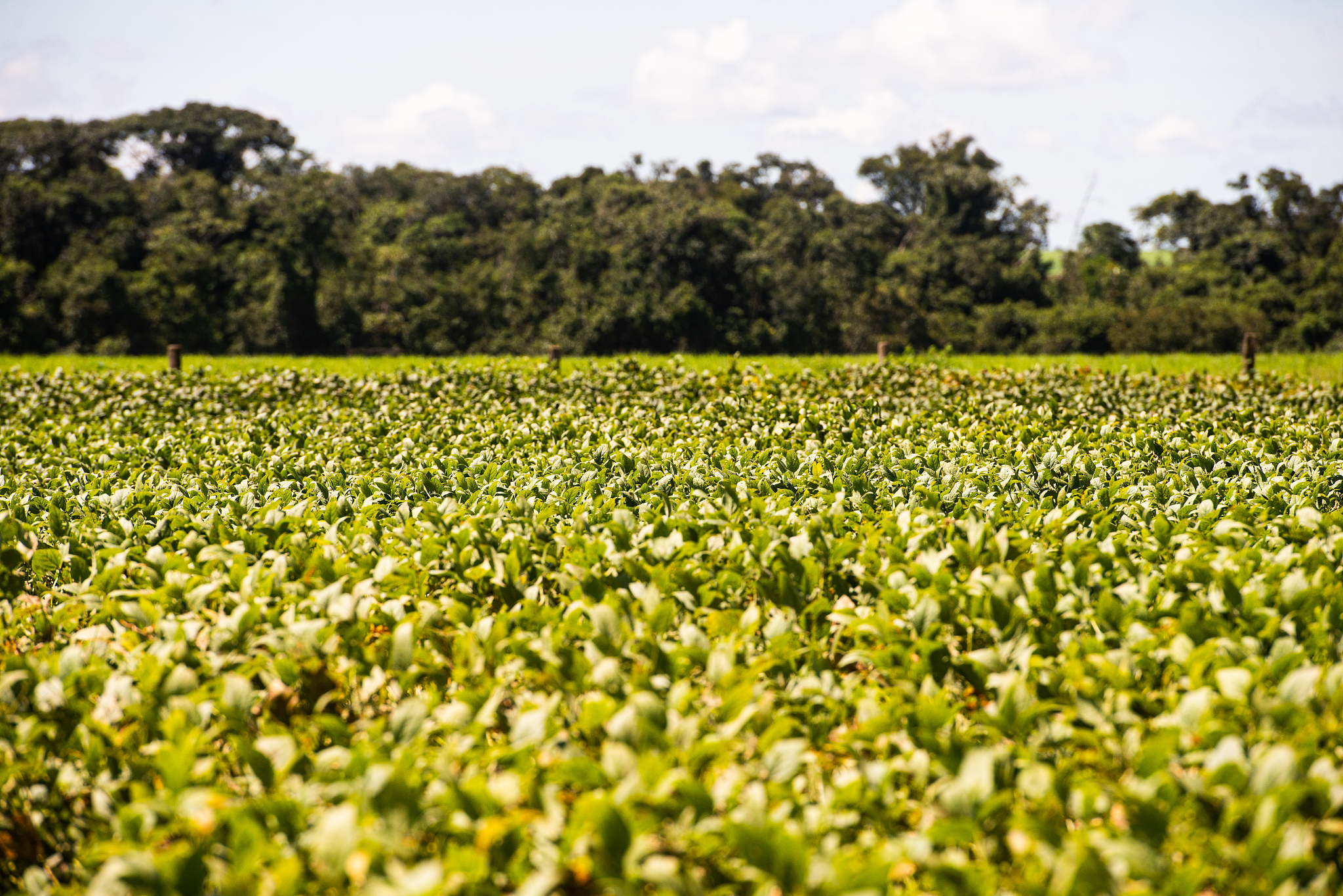 将安徽省野生大豆分成皖南皖北皖中依据是什么