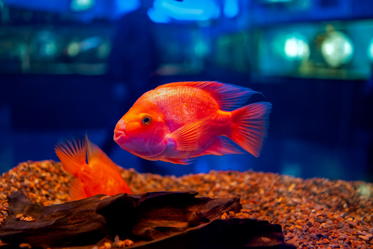 来个抖音卖观赏鱼的短视频文案