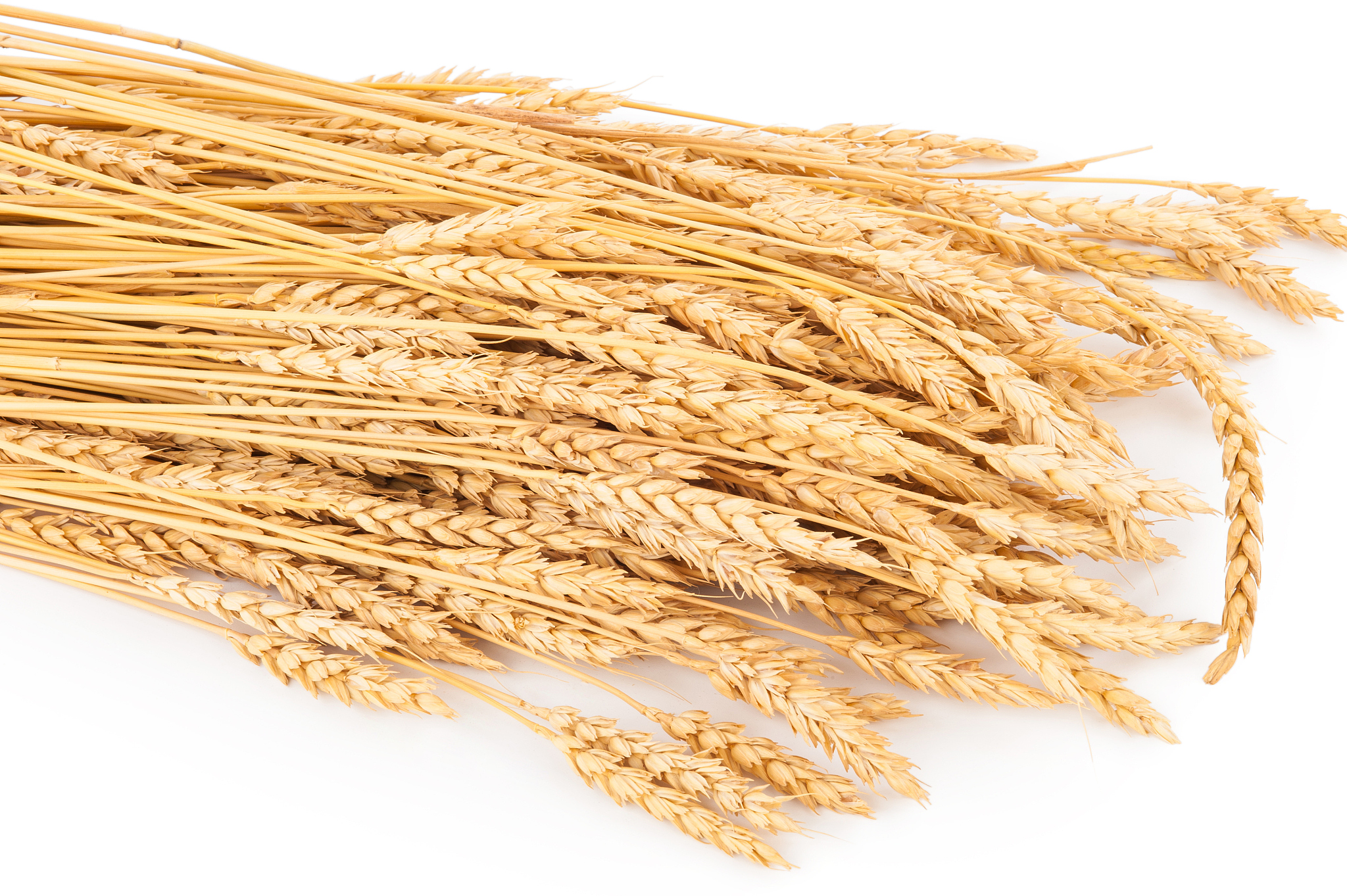 天津农学院种子科学与工程专业怎么样