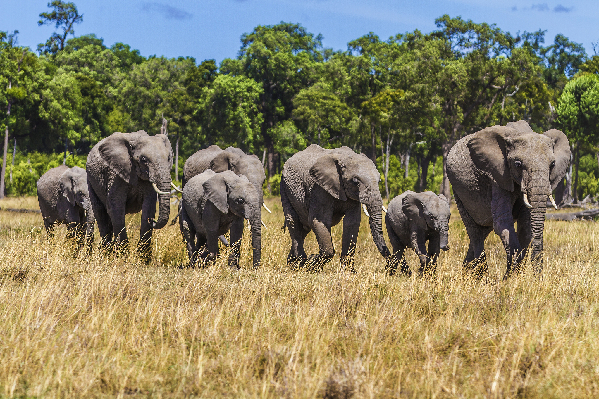 african elephant herd leaving the forest