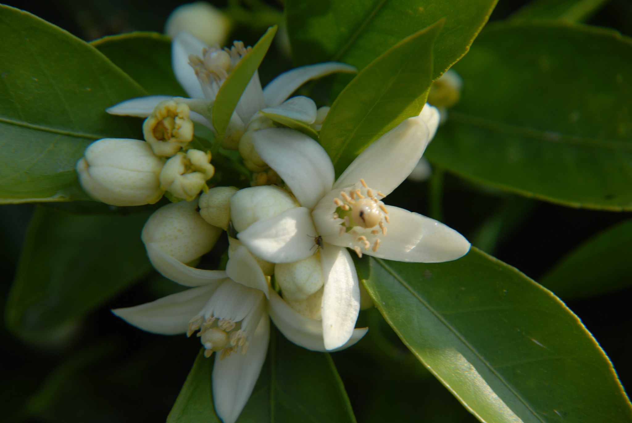 orangenblüte in spanien