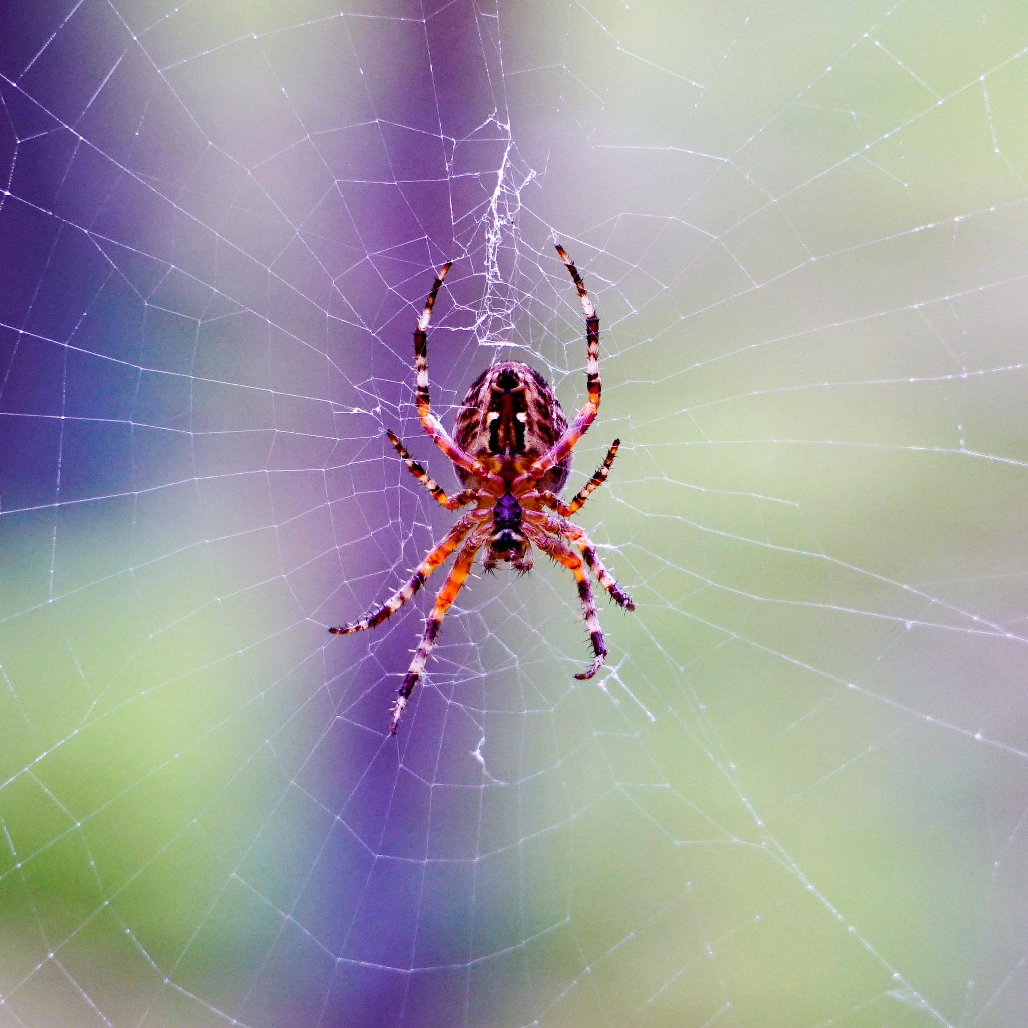 import scrapyfrom scrapylinkextractors import LinkExtractorfrom scrapyspiders import CrawlSpider Ruleclass SunSpiderCrawlSpider name = sun #allowed_domains = wwwsuncom start_urls = httpswwwku