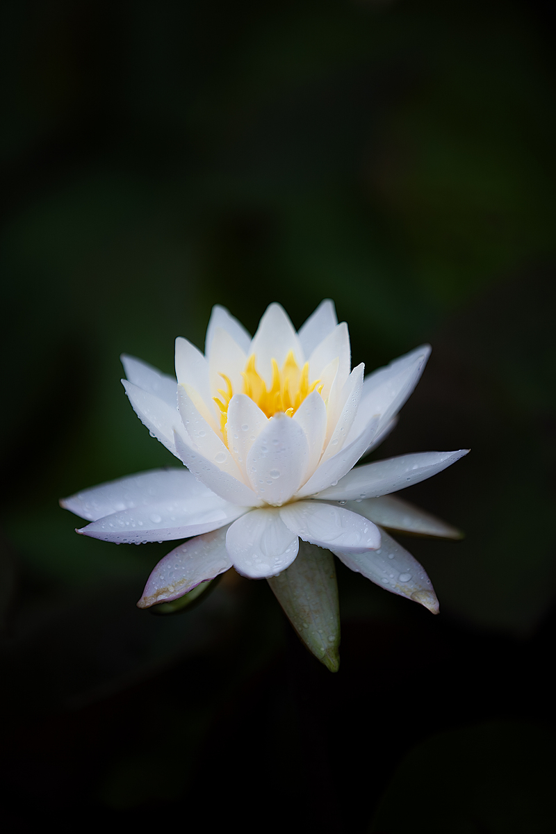 灵魂莲华绽灵版是什么意思