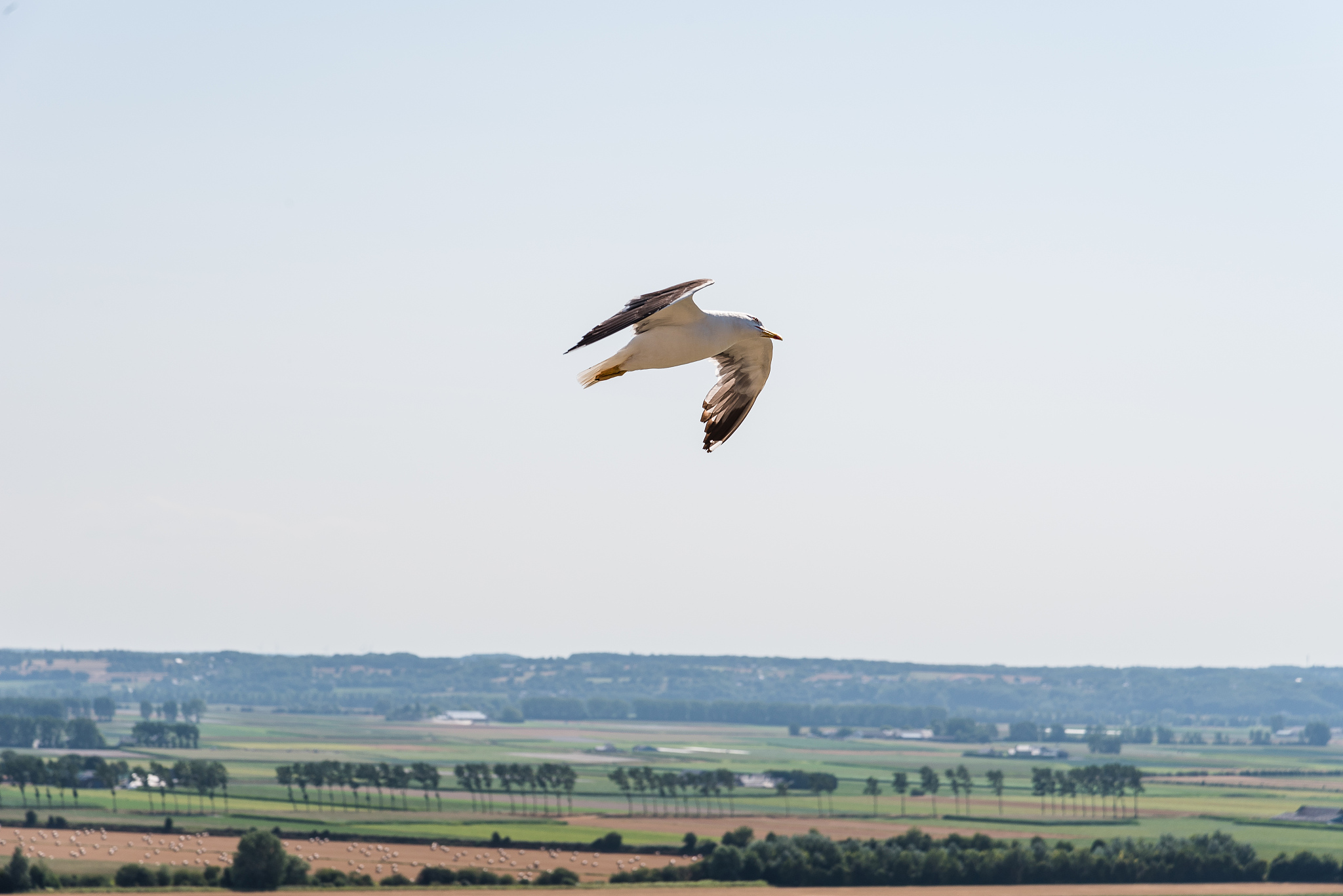 seagull flying against sky at mont saint michel