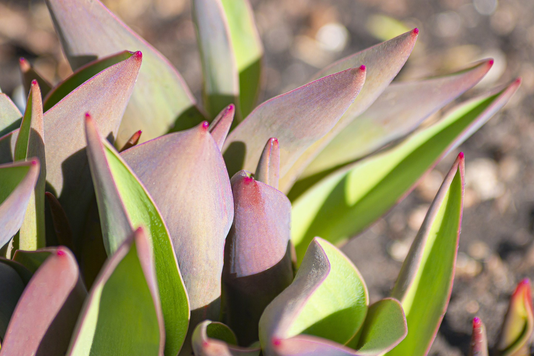 the first spring shoots. tulip leaves close-up. abstract backgro