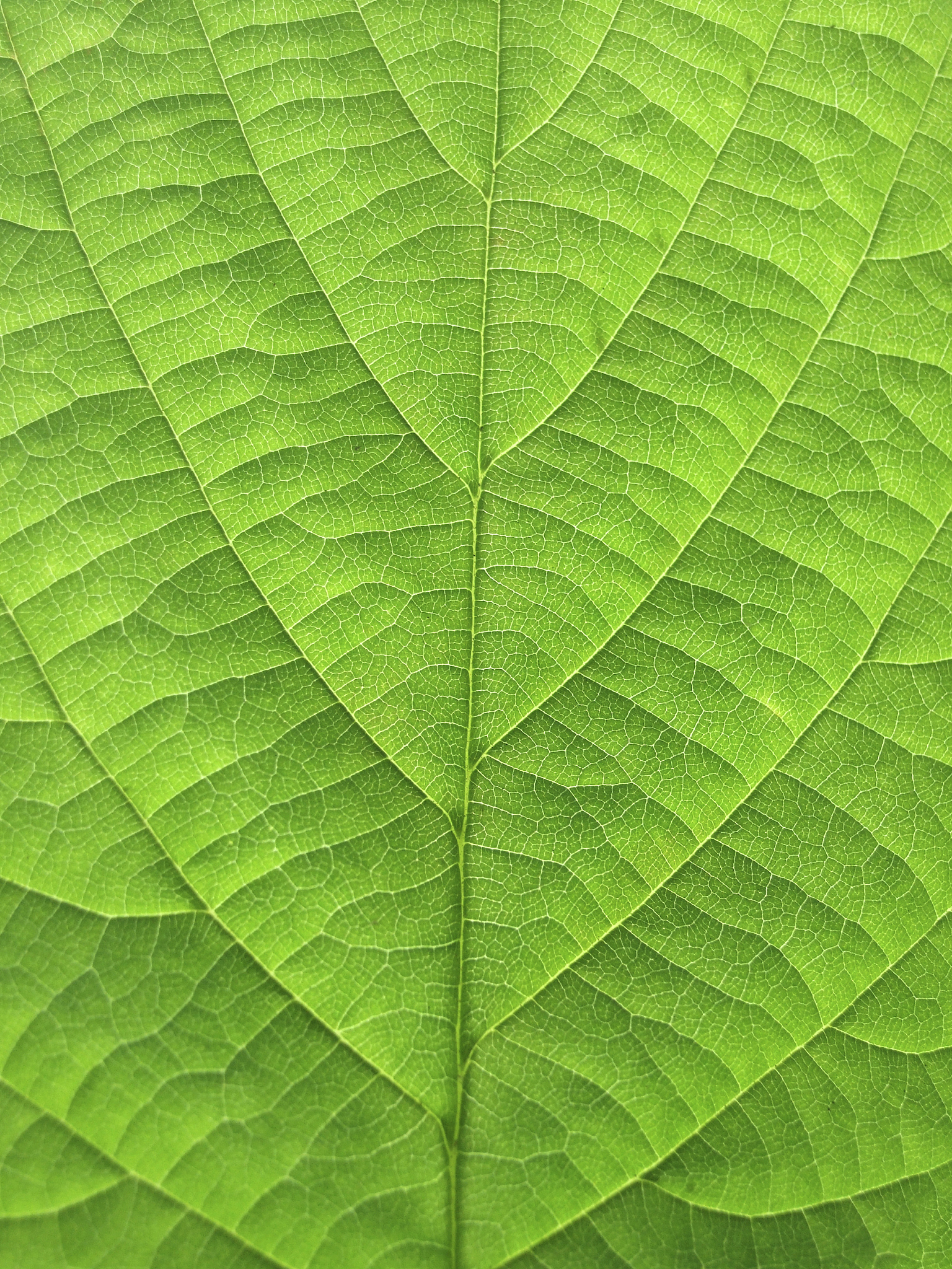 叶绿素含量越高，吸光度反而越低？揭秘背后的真相