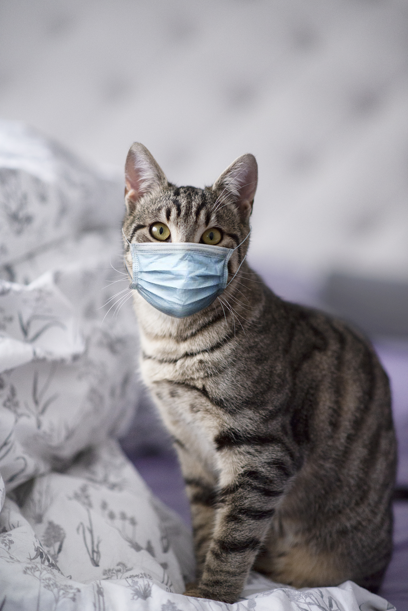 pet home medical care