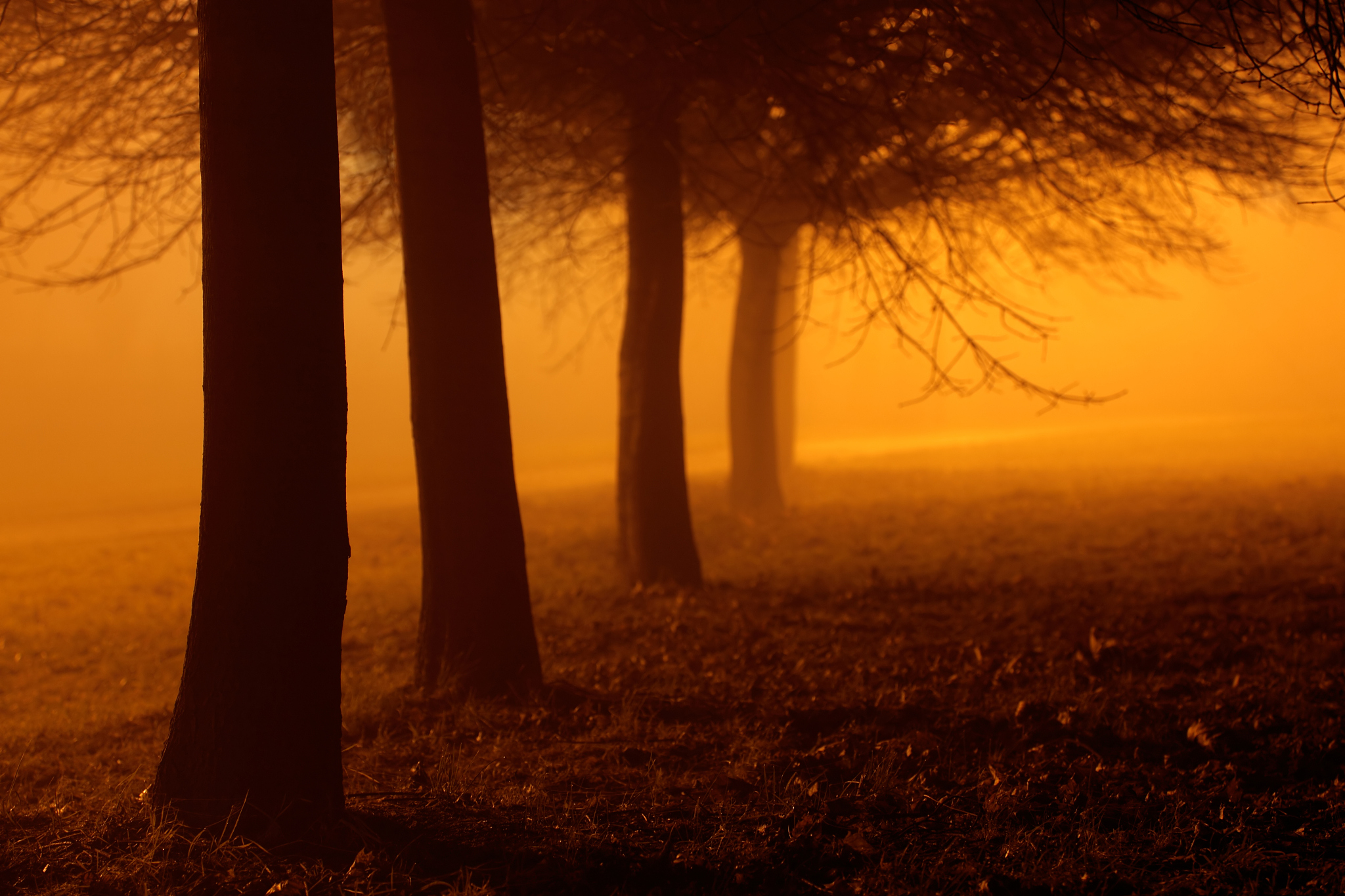 夕阳下的森林：金色光影，神秘而美丽 - 诗意描绘自然奇观