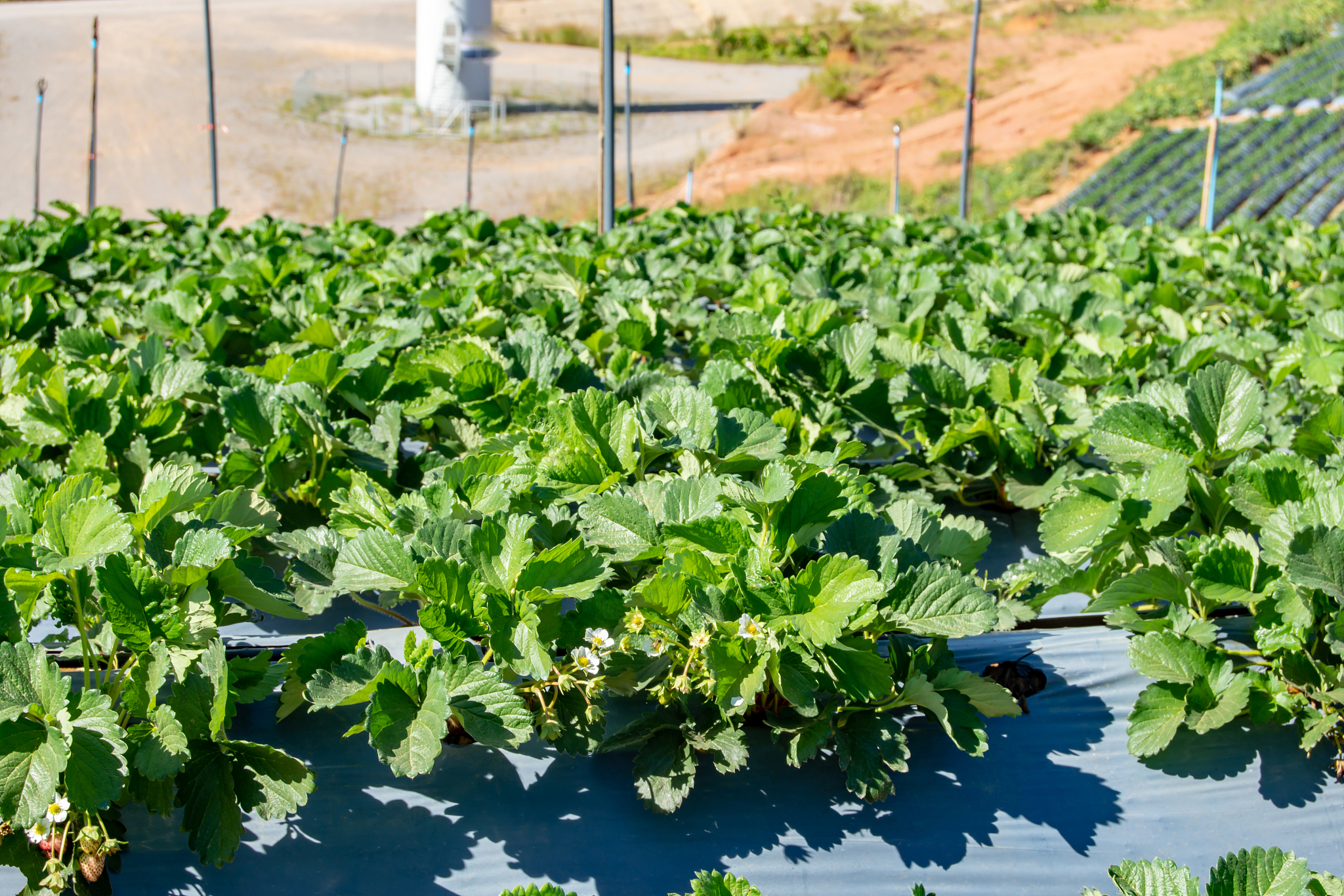 大学生明天有早八怎么办但是不想去给我编一个理由