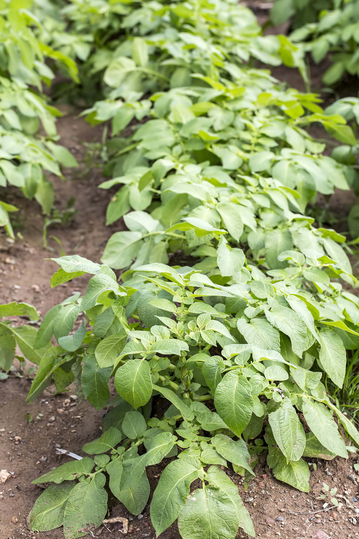 potatoes field agriculture. fresh organic potatoes plant.