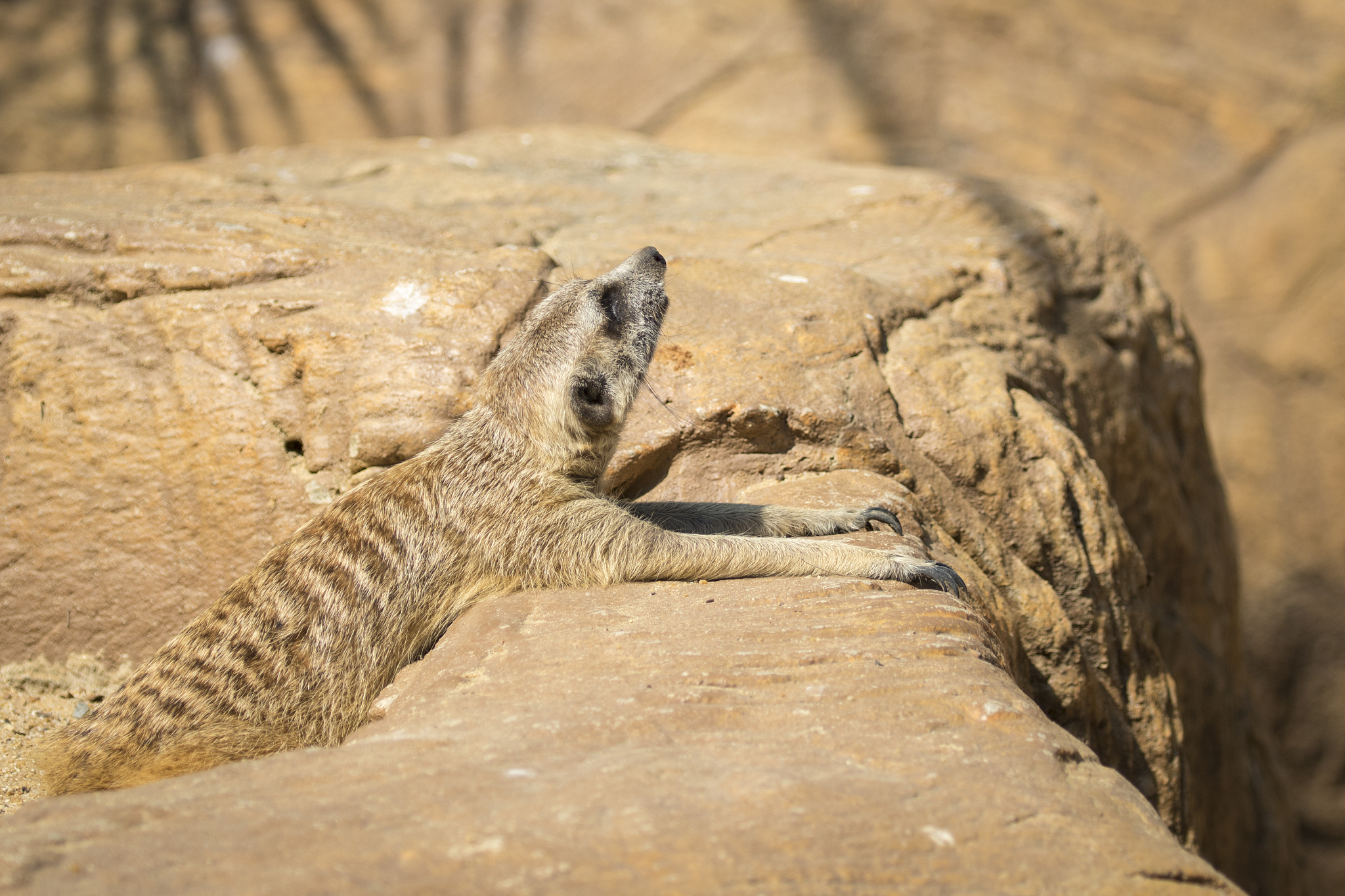 image of a meerkat or suricate on nature background. wild animal