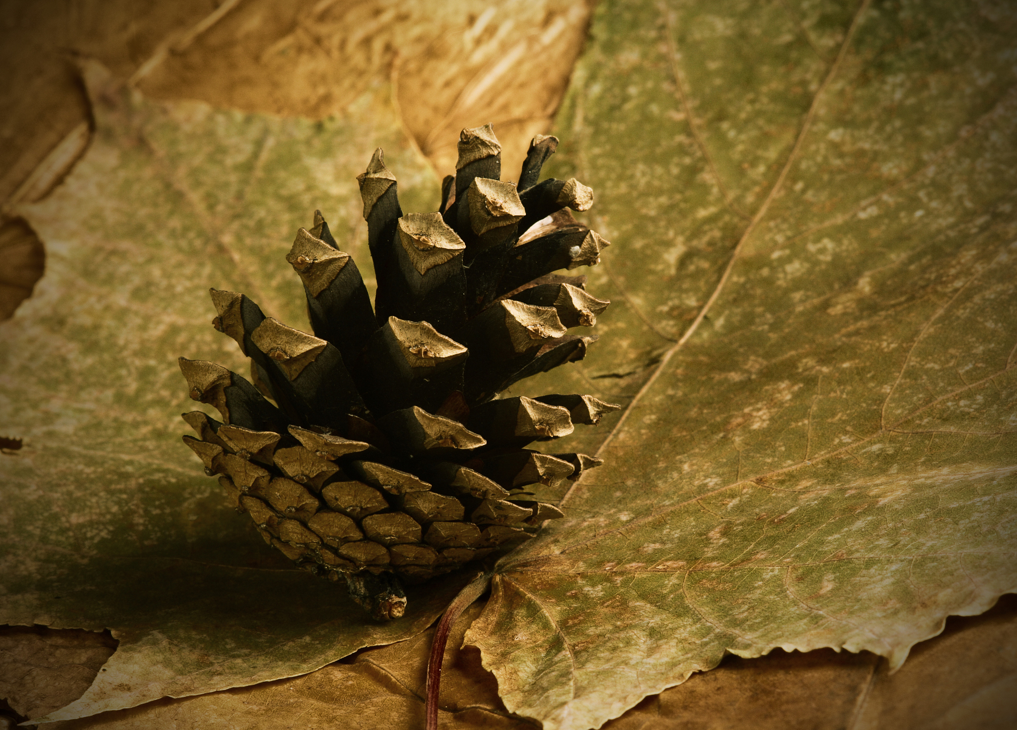pine cone at autumn dried maple leaves