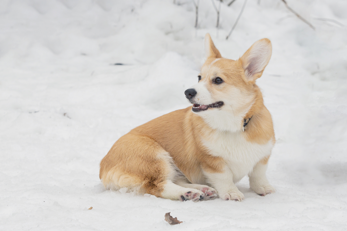 柯基属于小型犬还是中型犬