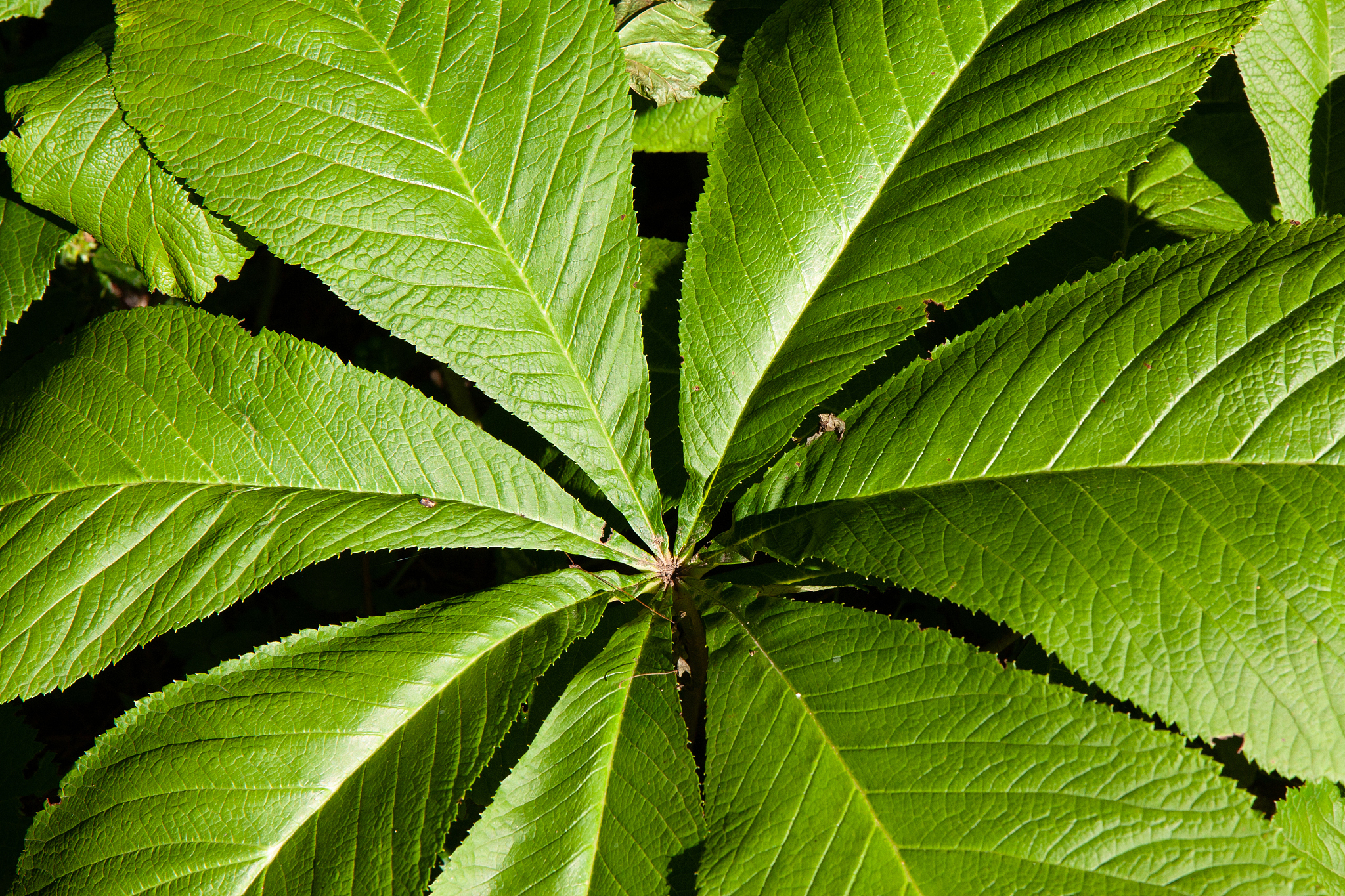 full frame shot of leaves