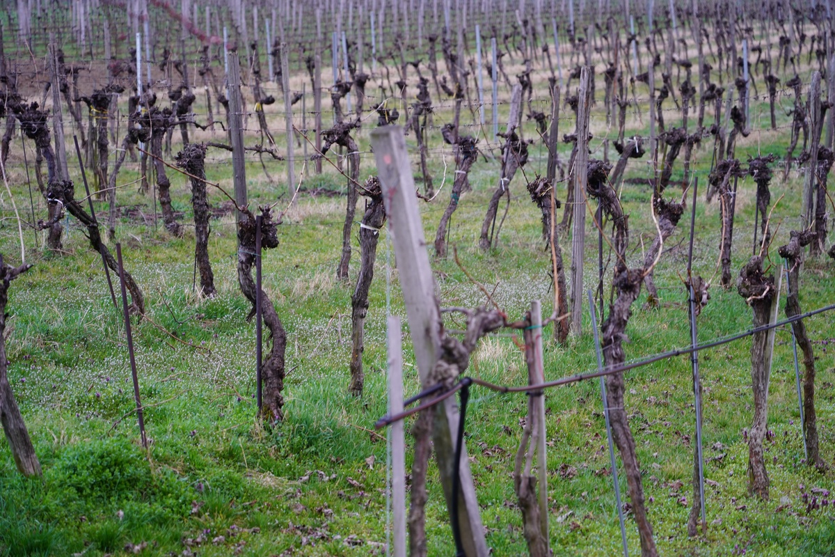 一亩露天葡萄园诱虫板数量及挂设方法