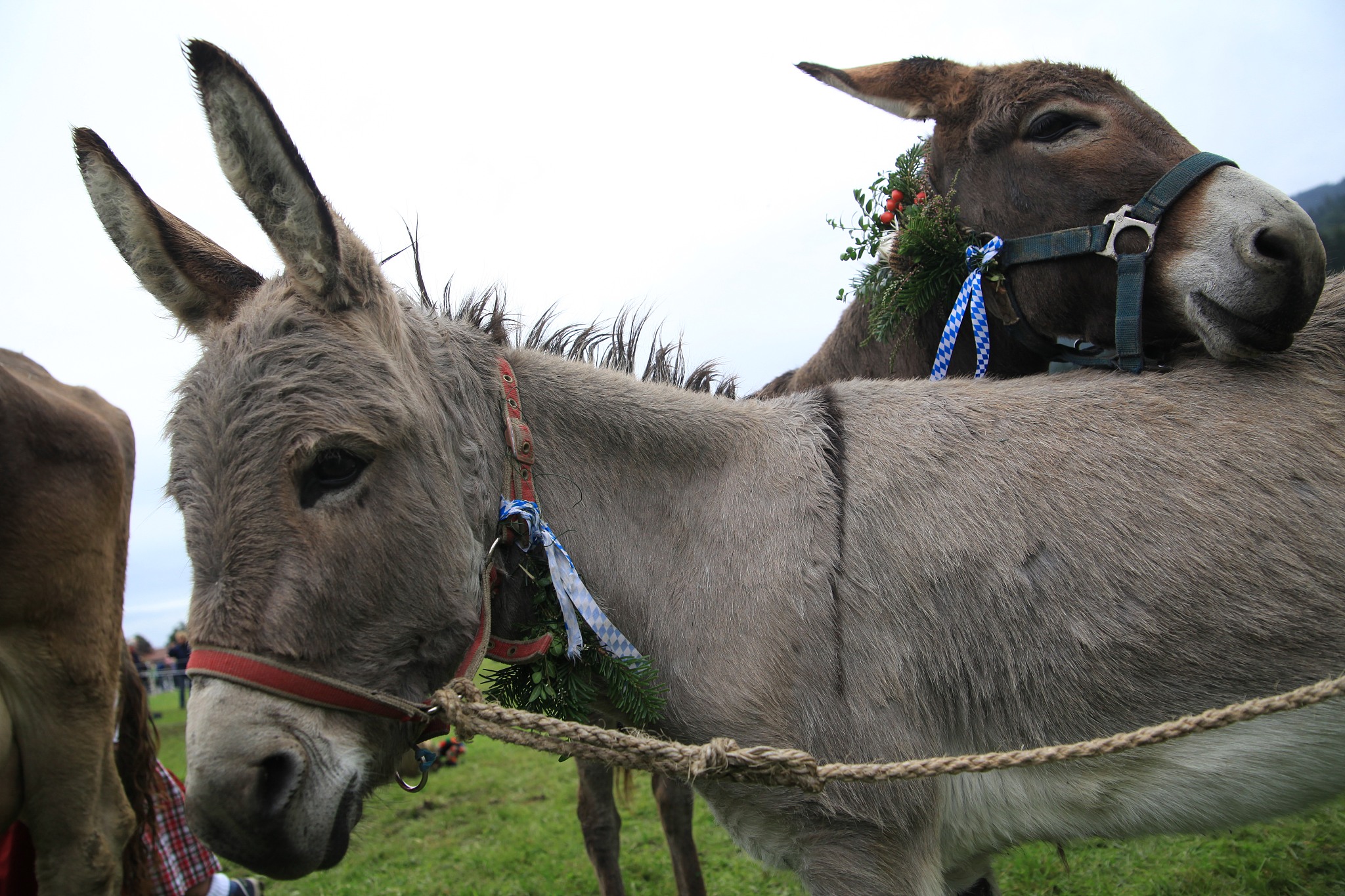 donkey