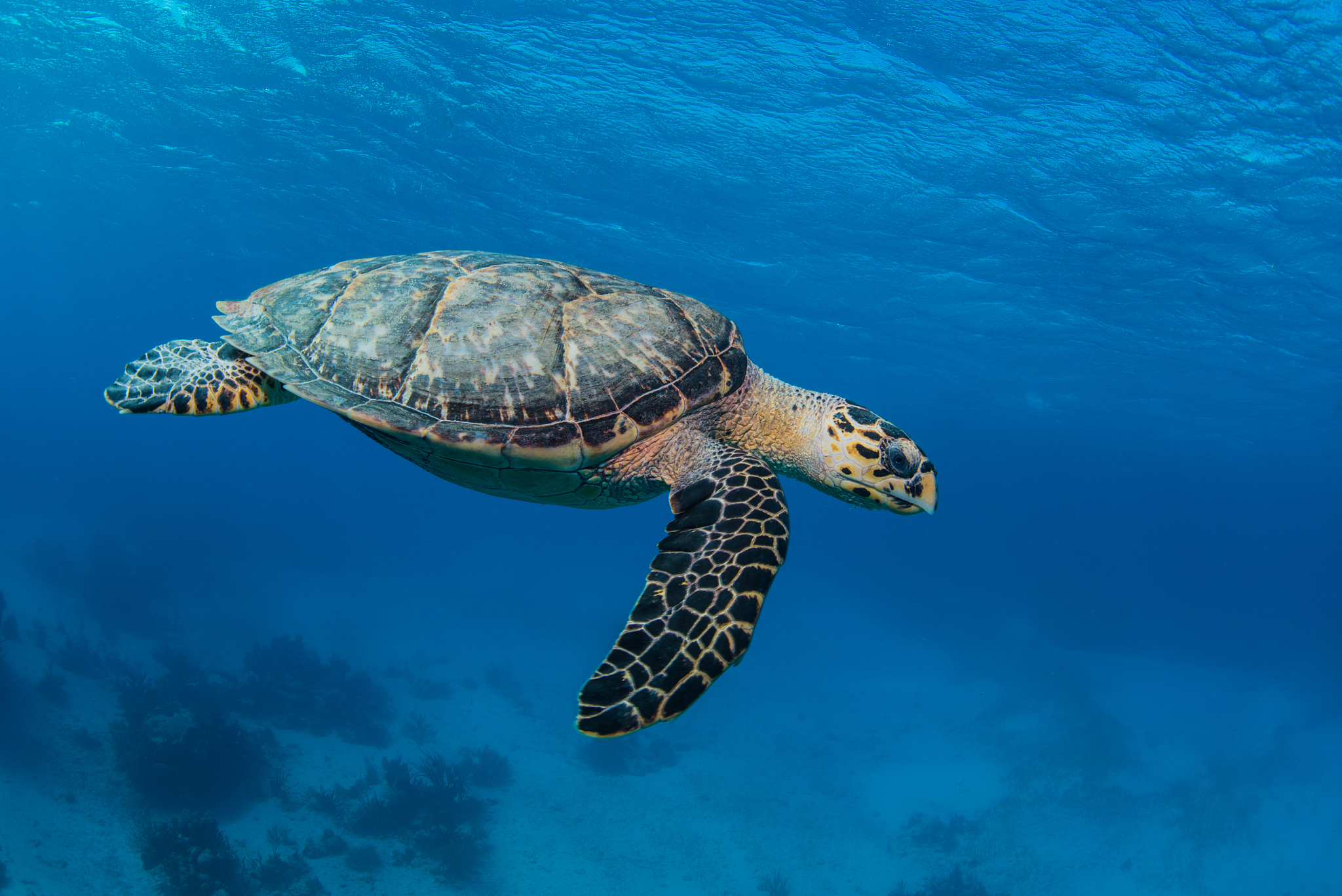 hawksbill sea turtle (eretmochelys imbricata) swimming underwate