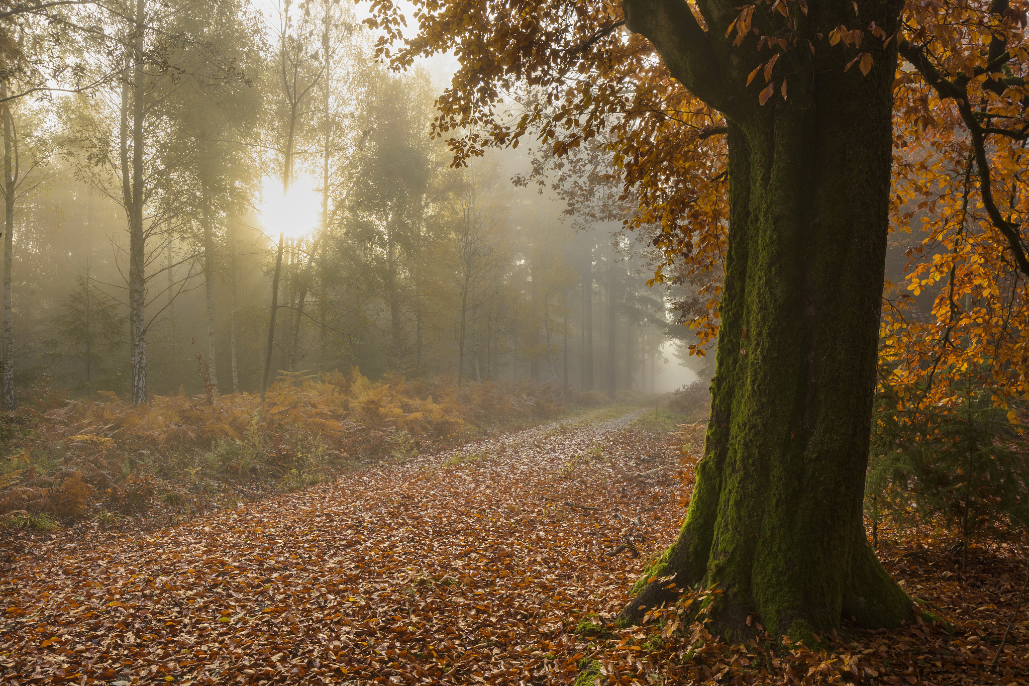 都市诗歌：追寻心灵的自由