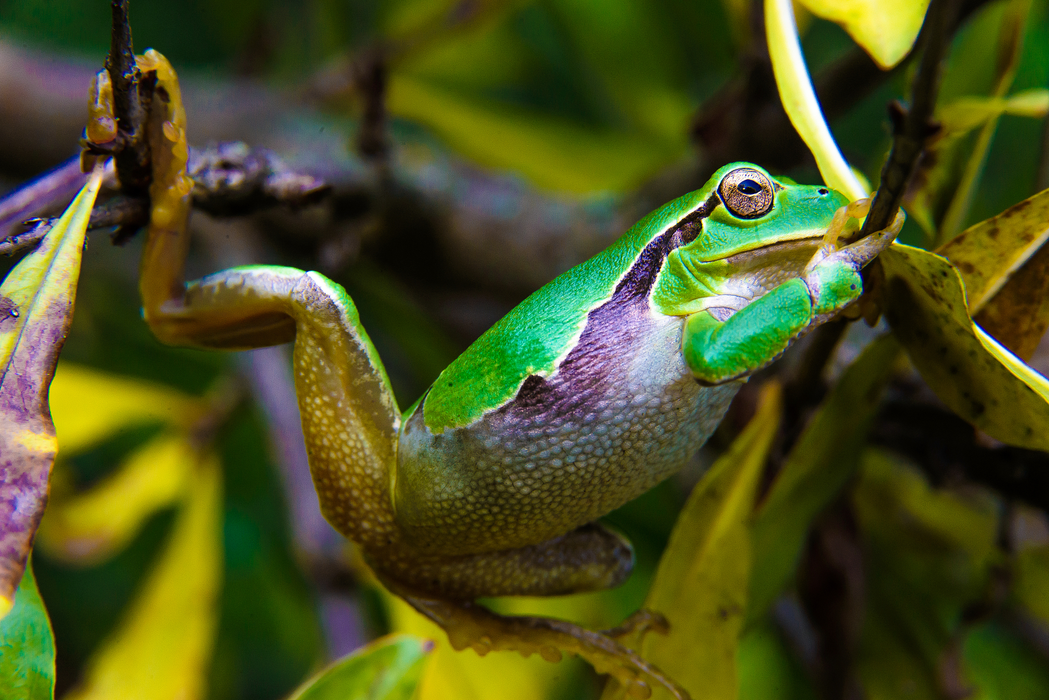 冠层冠层林下叶层灌木层和地面表层相关的动物与植物