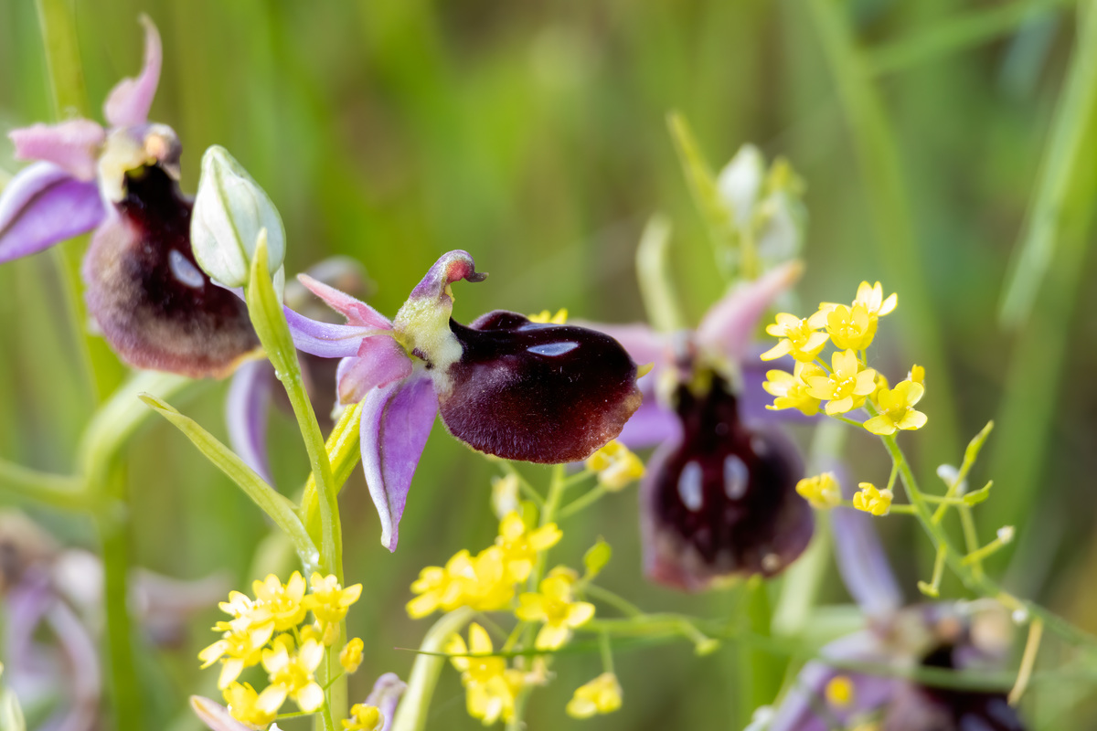 马蹄兰(ophrys ferrum-equinum)在其自然栖息地