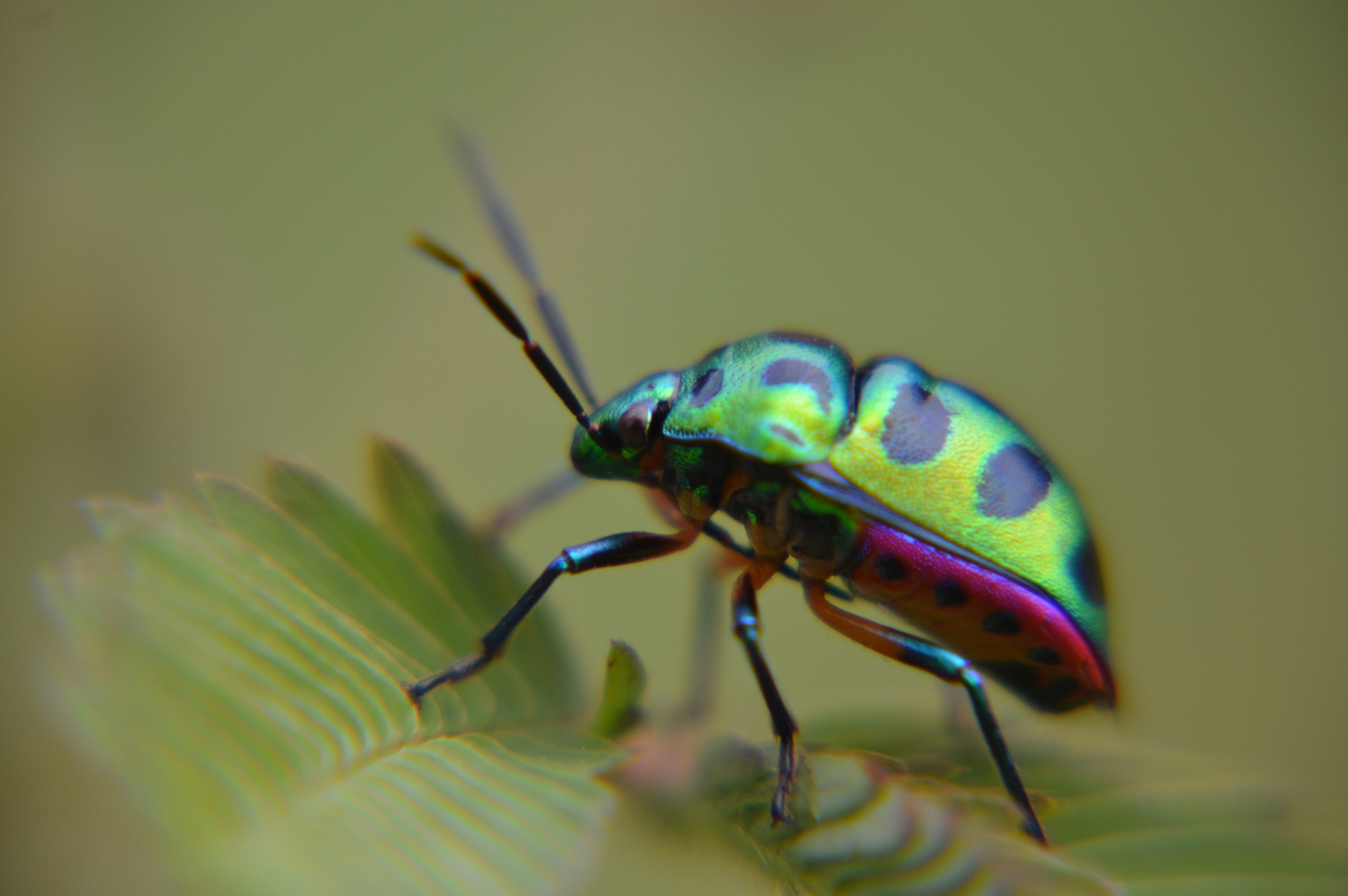 colorful insect