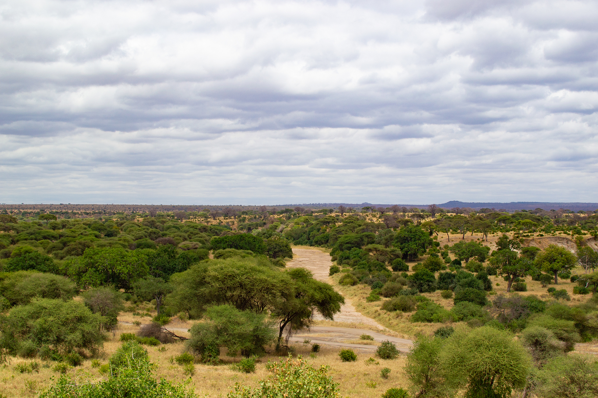 landscape of the savannah of tarangire national park, in tanzani