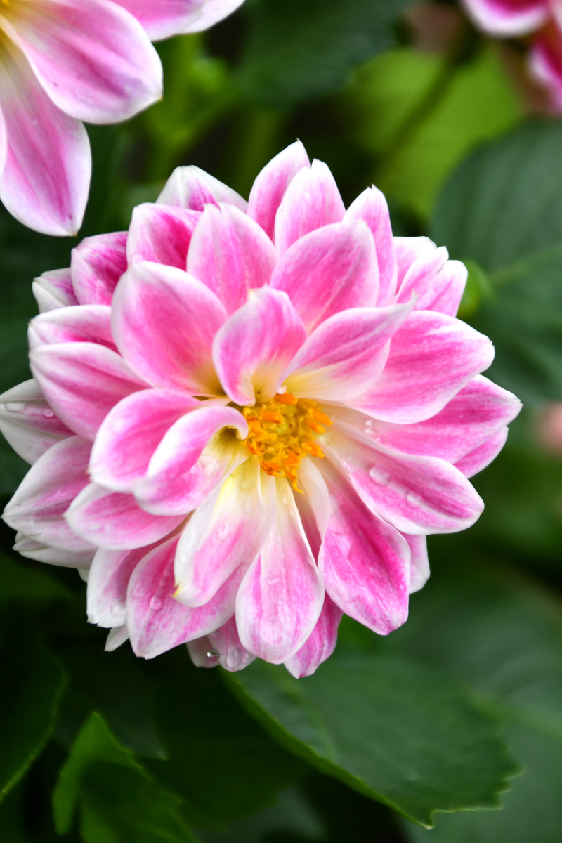 那是我见过最漂亮的花英文表达