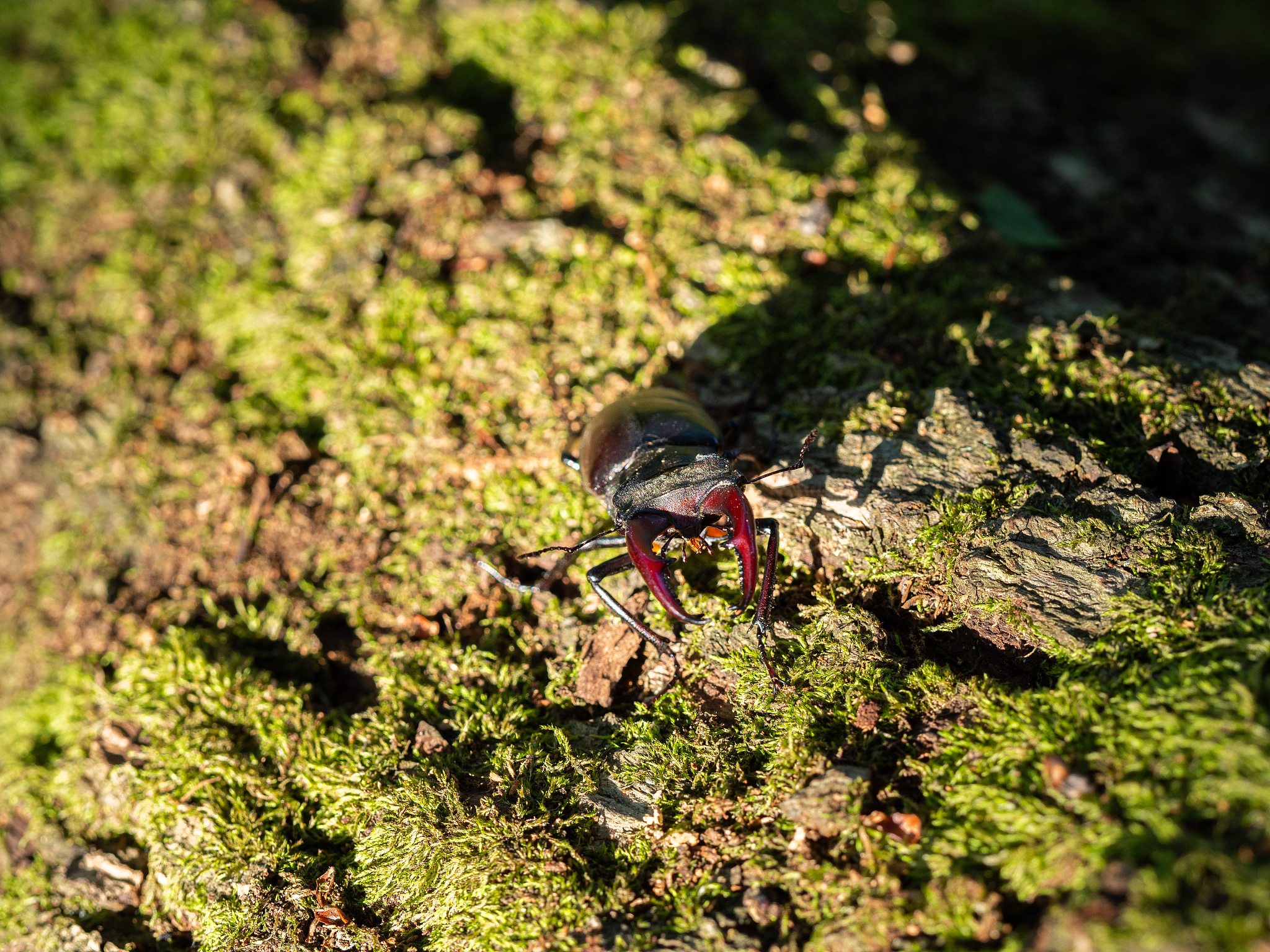 广东海洋大学附近昆虫学实习心得：探索自然多样性