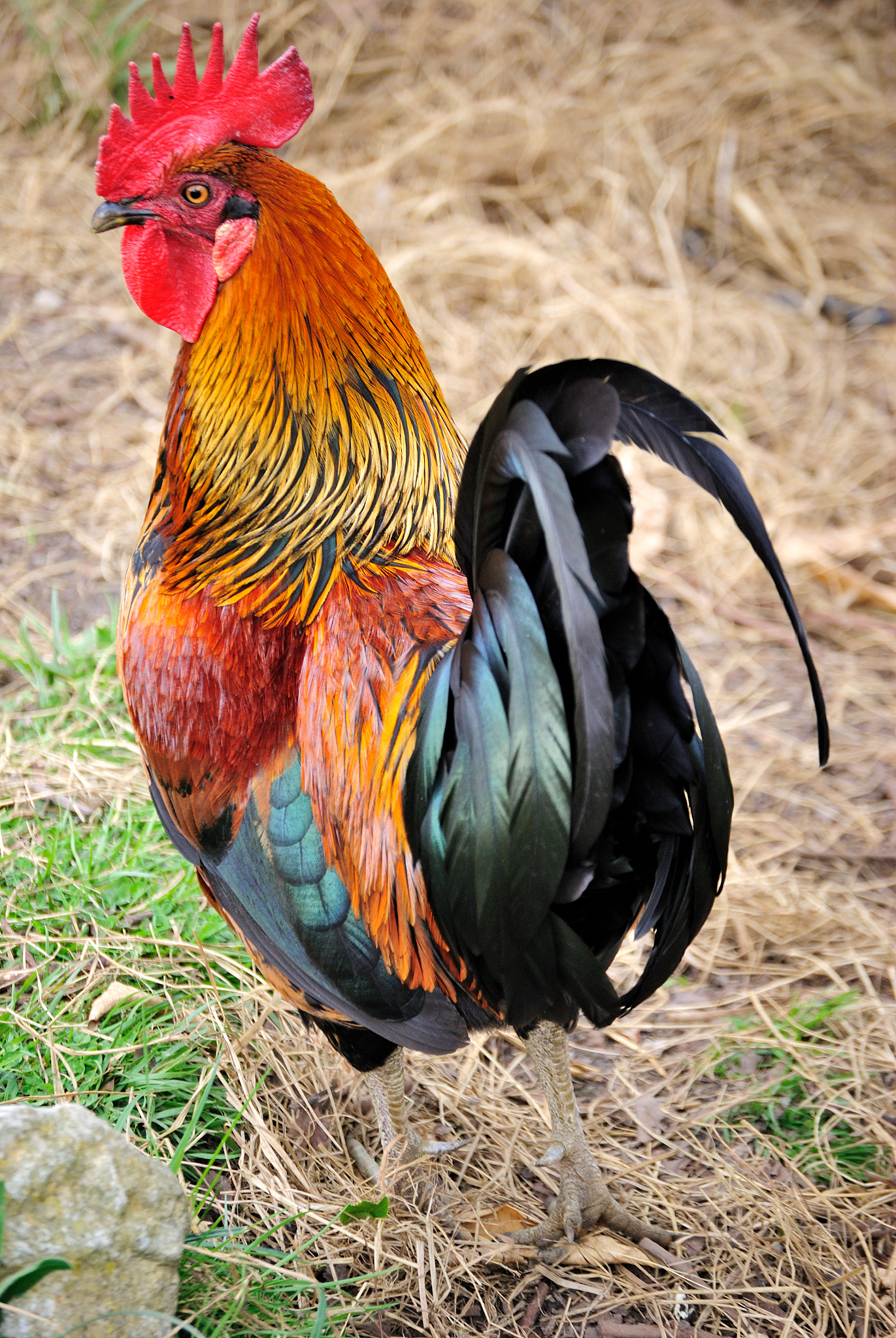 rooster