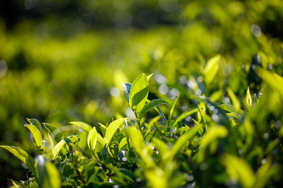 春分季节适合喝什么普洱茶