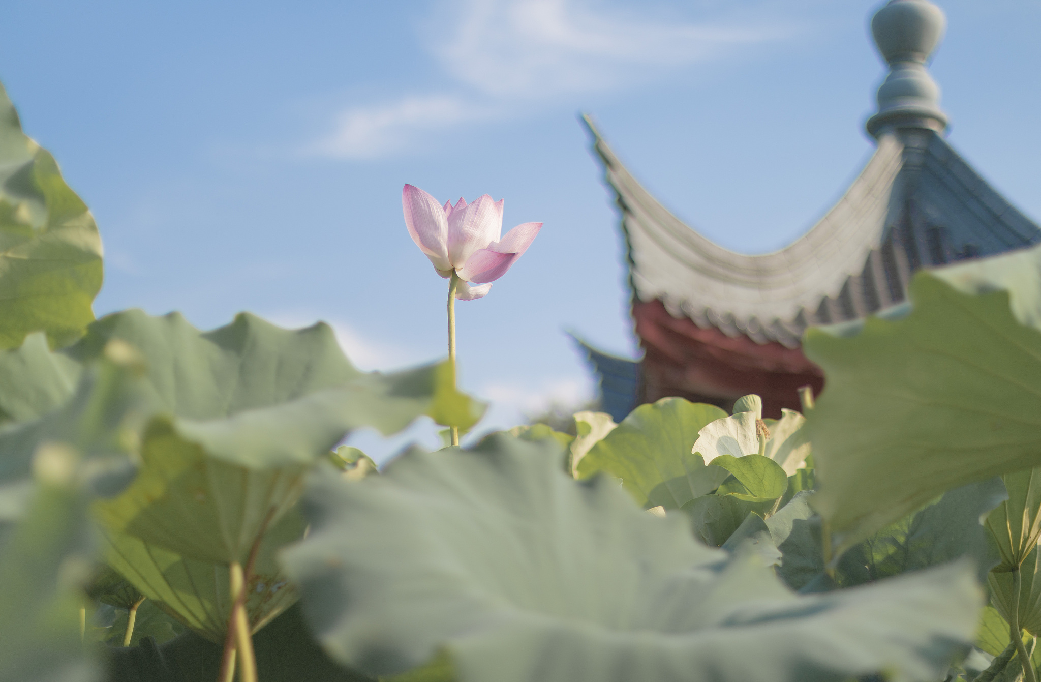 “吴中佳气蔼苍旻。荣远芙蓉映碧霄。莲上玉楼秋色好,叶成风露白云朝”是什么意思