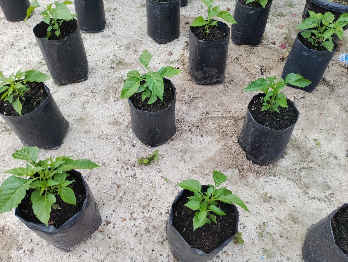 扦插月季的快速生根3个小方法赶紧学起来让月季更美丽2000字