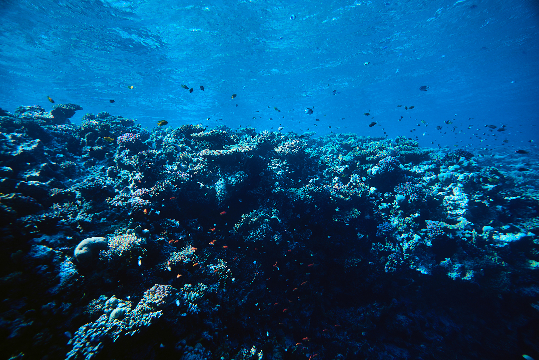 the beautiful underwater world