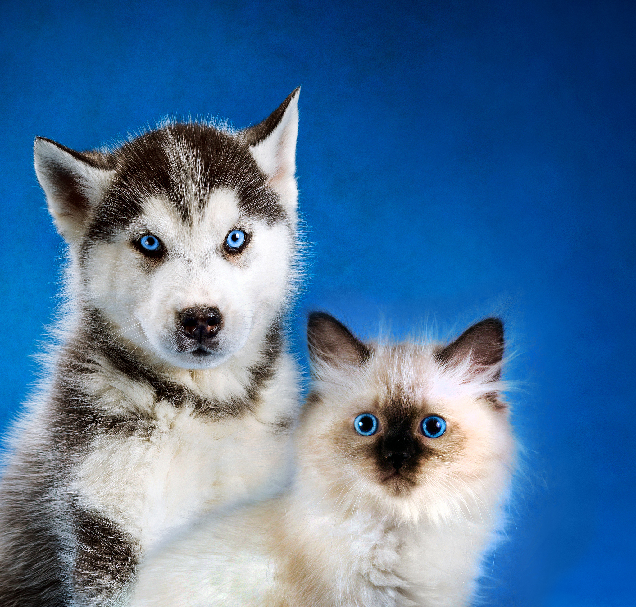哈士奇莉洛和小猫罗茜：跨越种族的友谊故事
