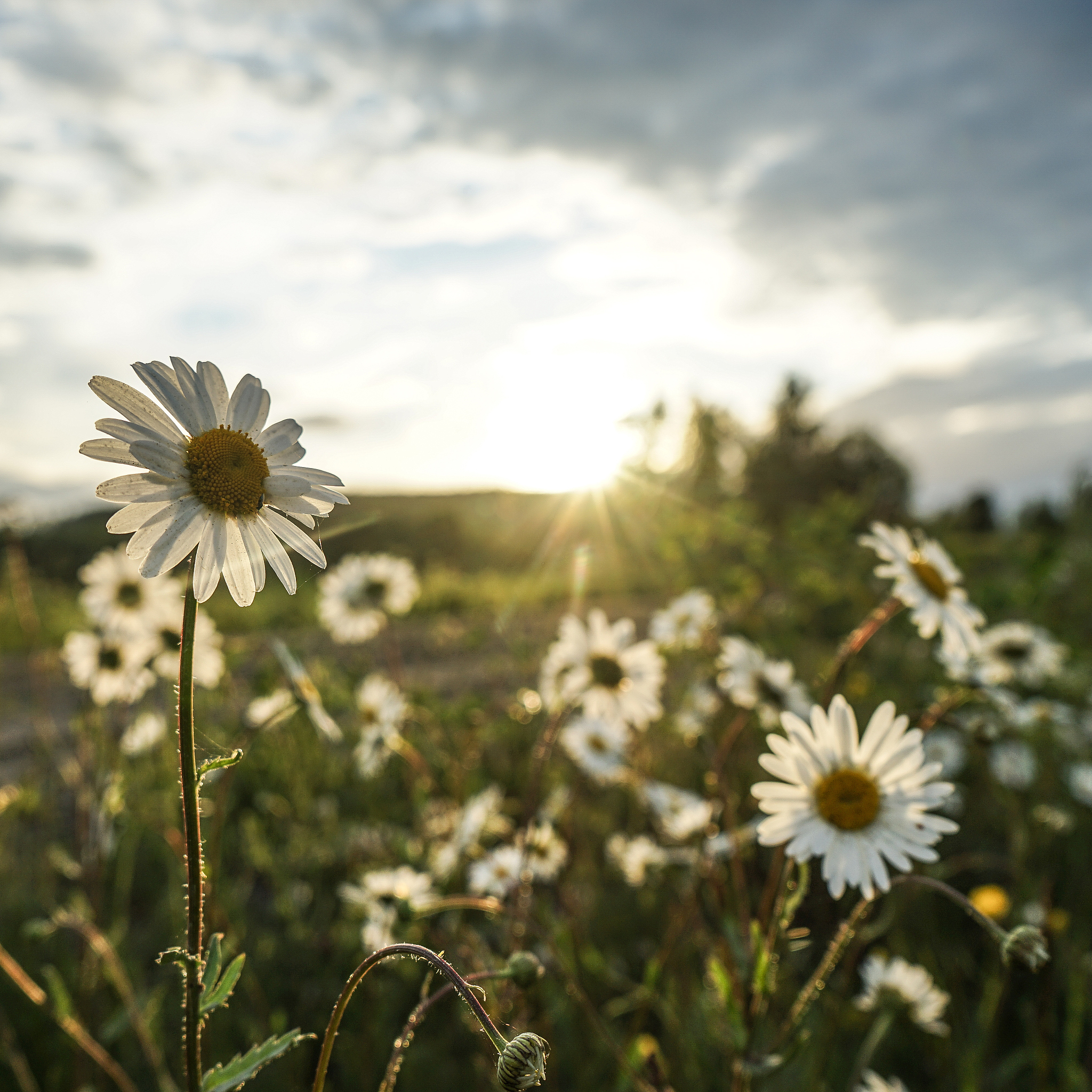 理想之花：唤醒内心的希望