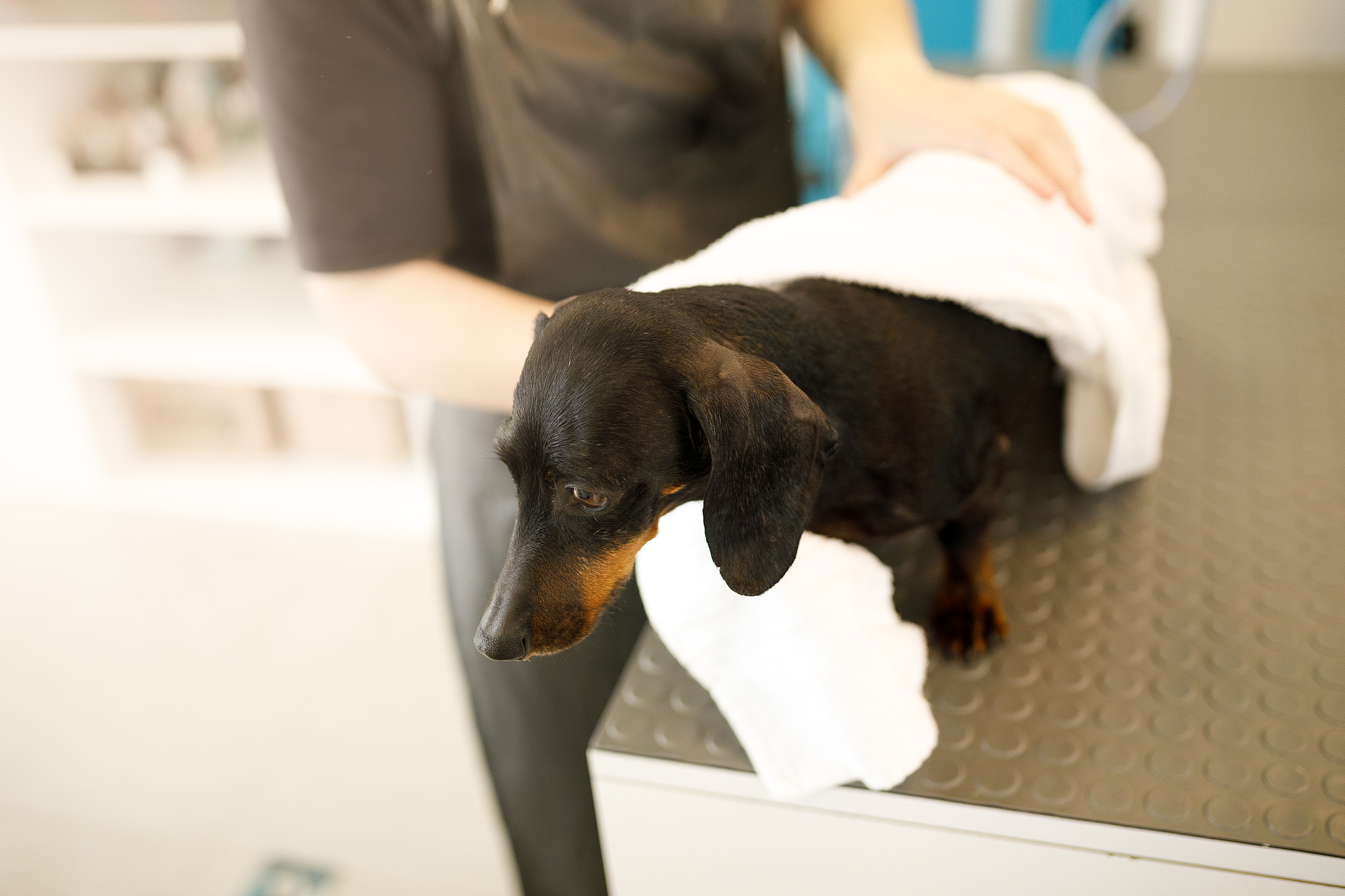 宠物行业前景分析：如何经营宠物生意？