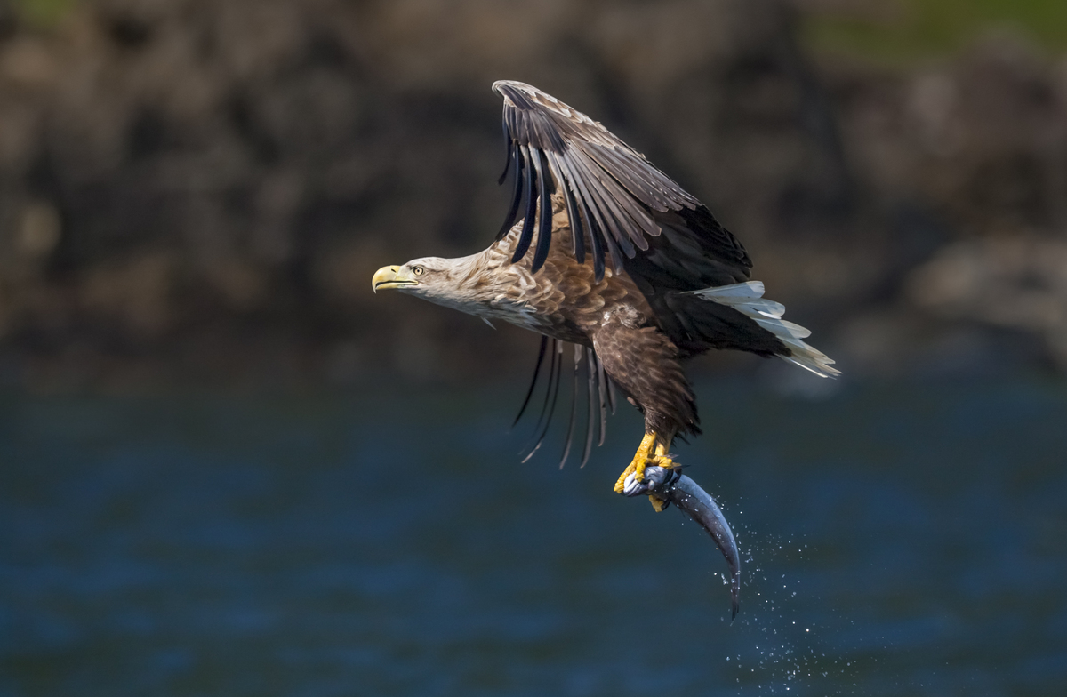 虎头海雕：海洋霸主，王者之姿！