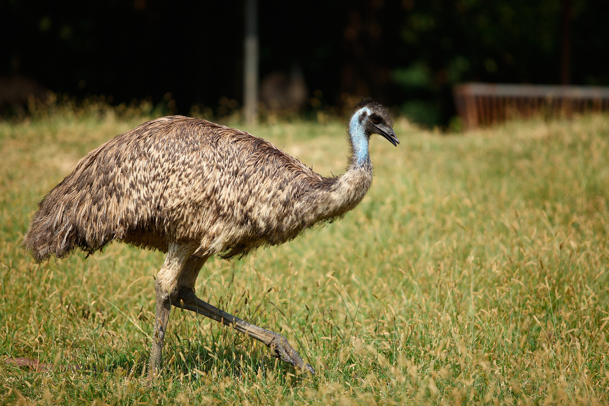 鸵鸟奔跑速度惊人，时速可达70公里！