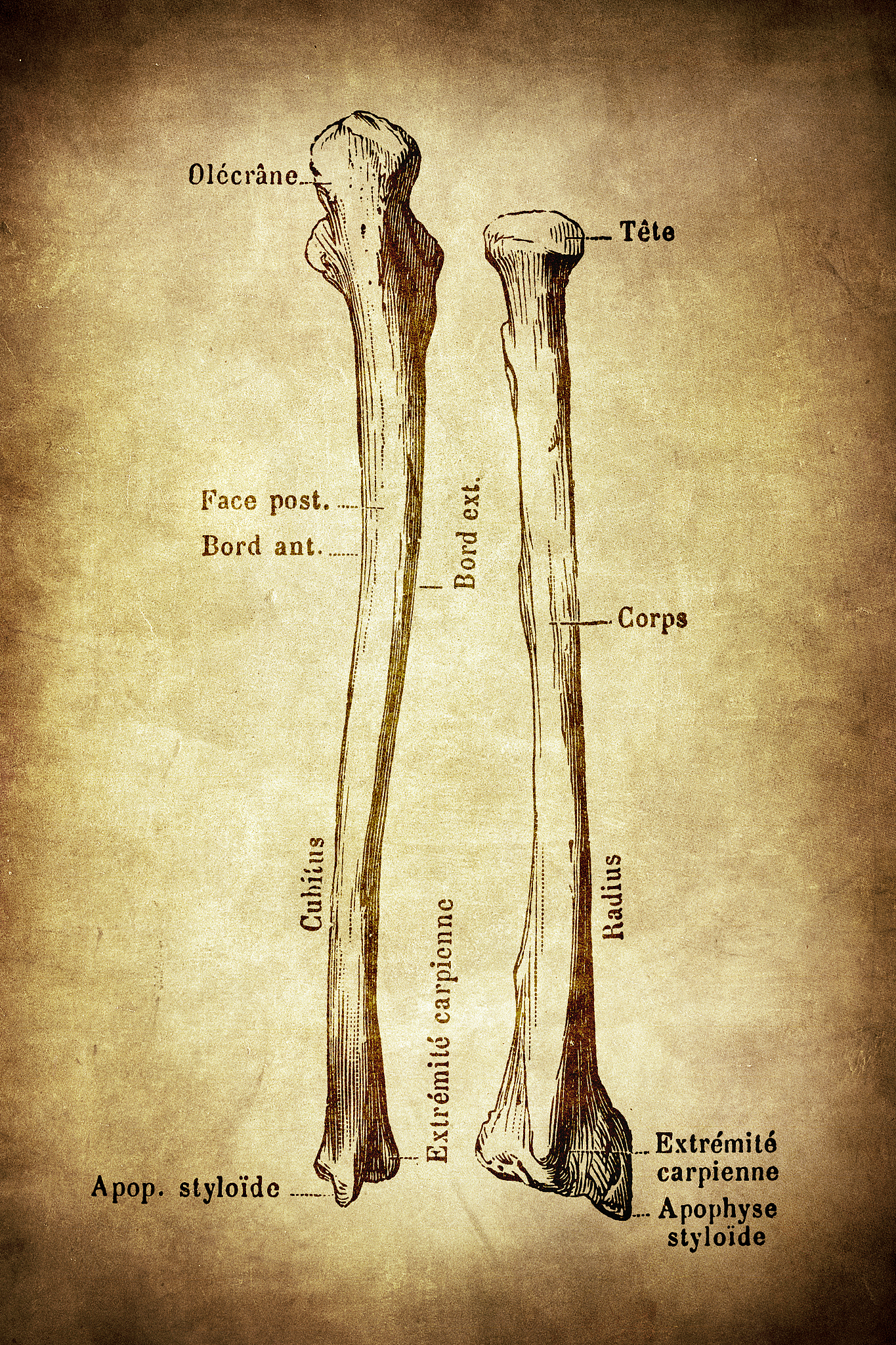 21肘关节的组成和特点？