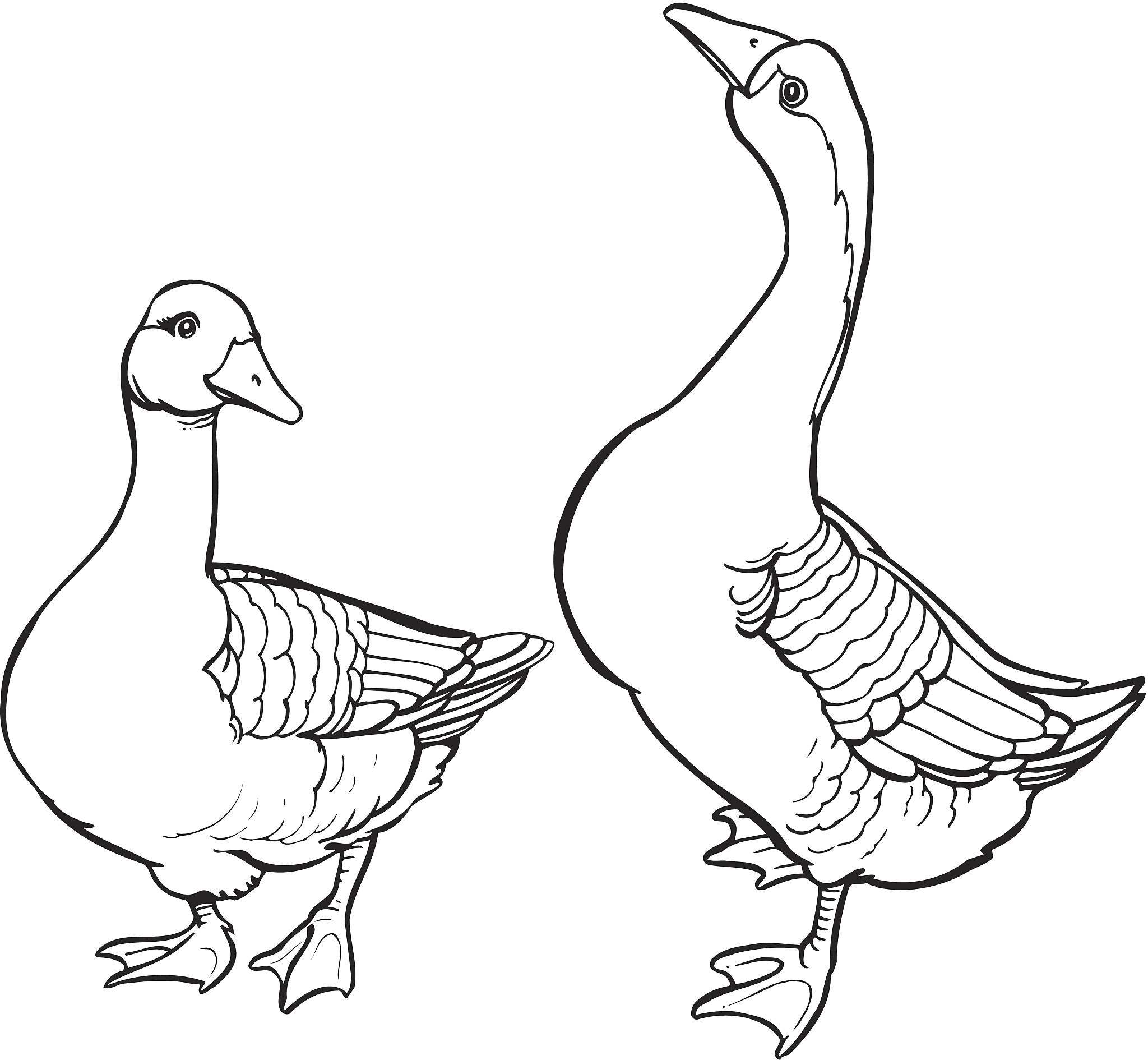 VETERINARY MICROBIOLOGY: 兽医学微生物学研究领先期刊