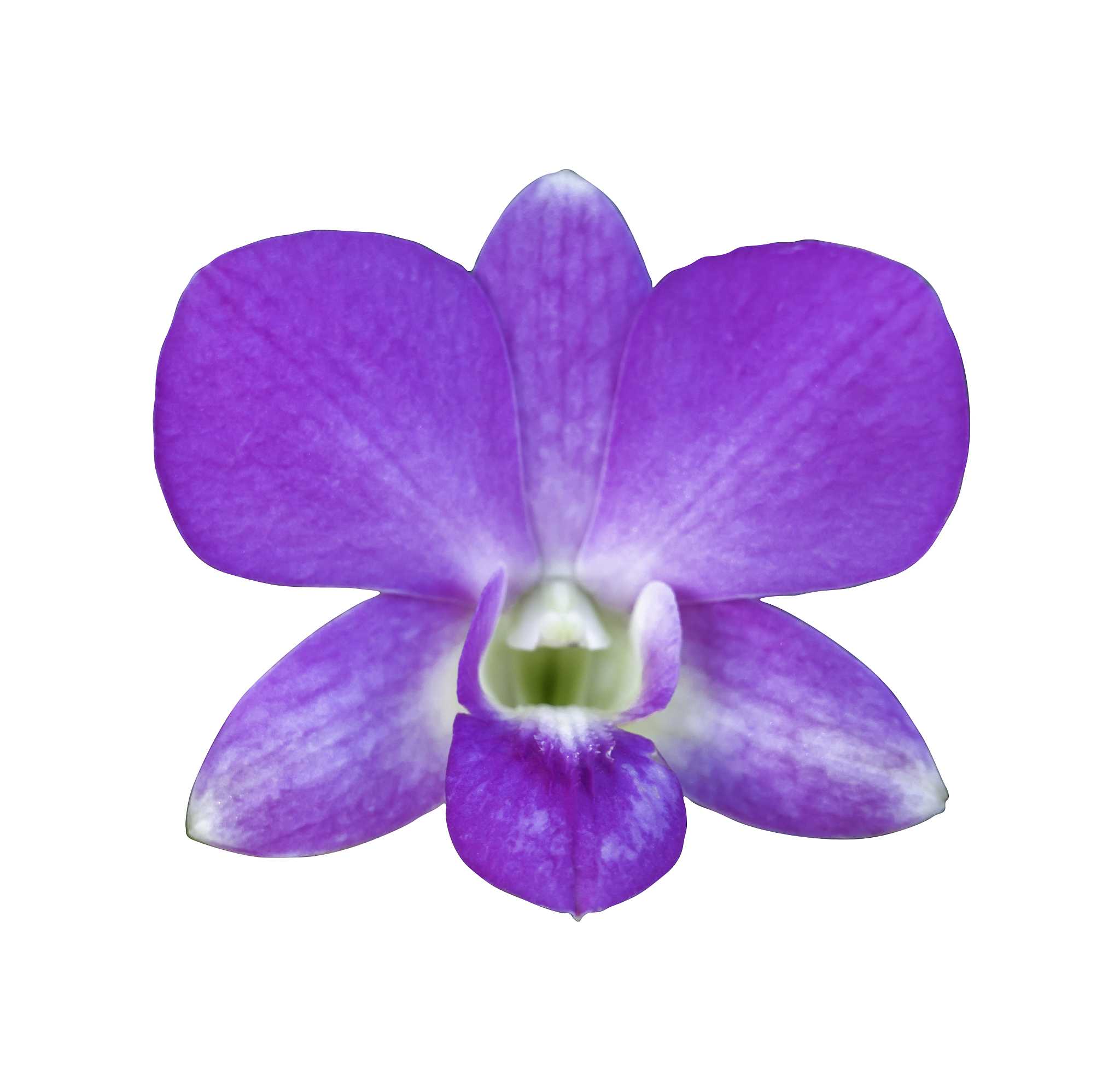 purple orchid isolated over white background