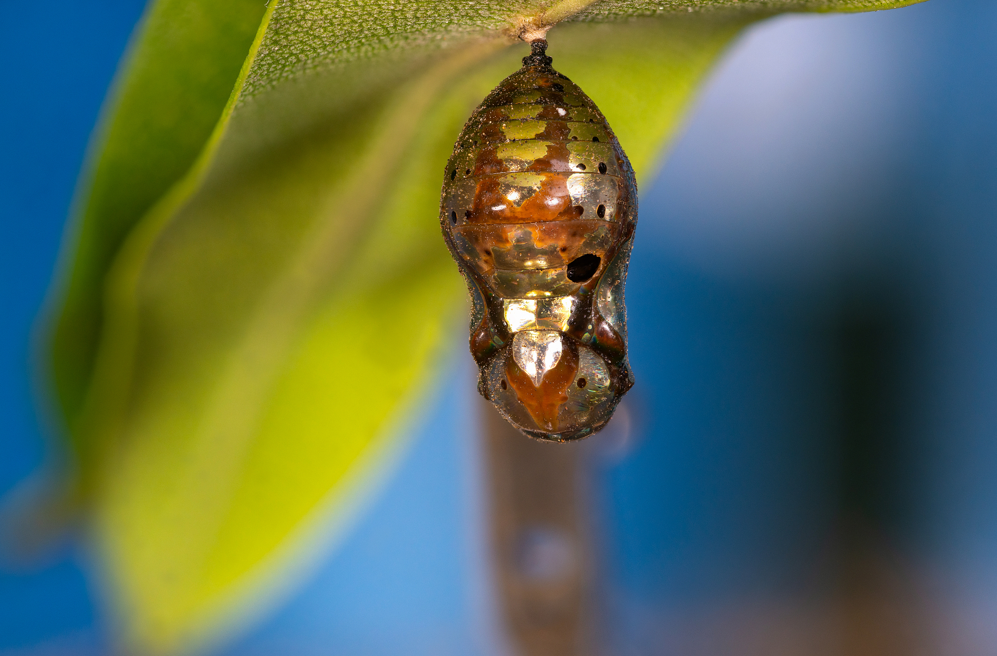 common crow butterfly ,pupa and caterpillar