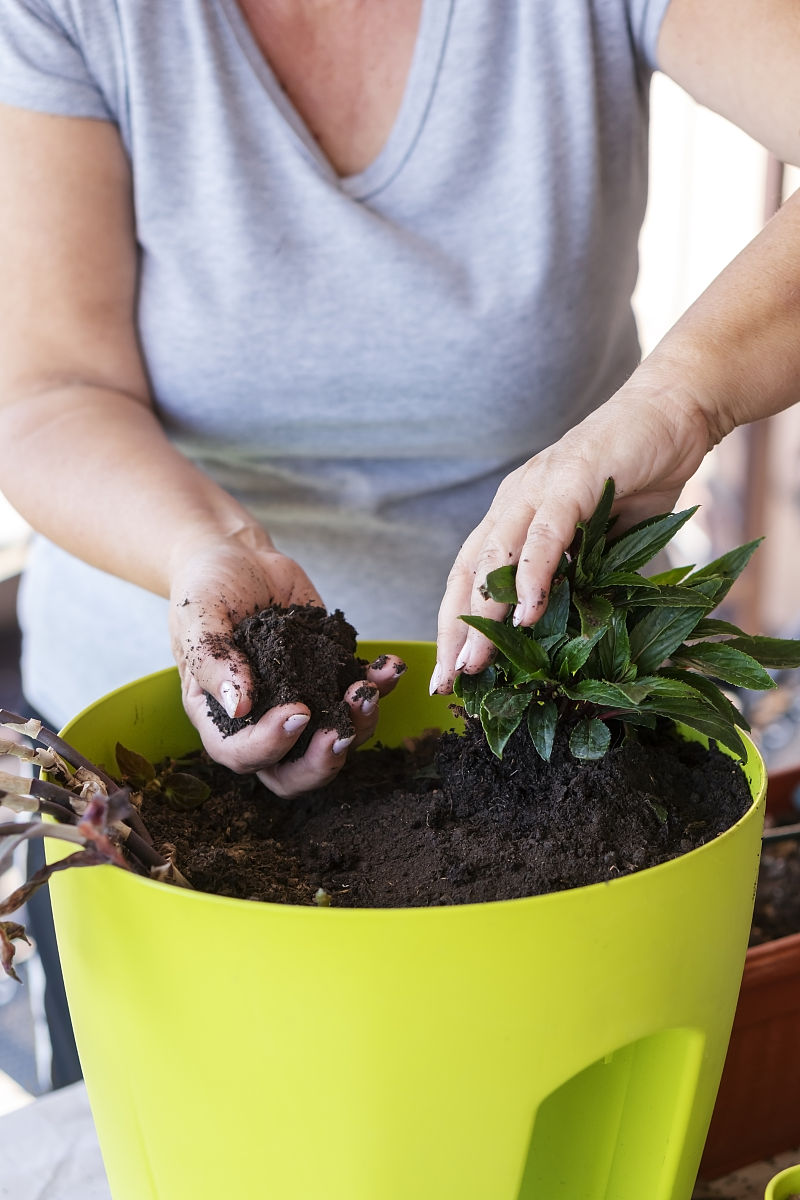 花卉的土球是泥土可以直接种在泥炭土里吗？可以的。花卉的土球可以直接种在泥炭土里但需要注意以下事项：1 确保泥炭土具有良好的排水性以避免土壤过湿导致根部腐烂。2 在种植之前将泥炭土浸泡在水中直到完全吸水。这可以帮助泥炭土保持湿度。3 在种植时将花卉的土球轻轻放入泥炭土中并用泥炭土填充周围的空隙。4 确保花卉的土球与泥炭土紧密接触以便根部能够吸收养分和水分。5 在种植后浇透水并保持泥炭土的湿度。继续