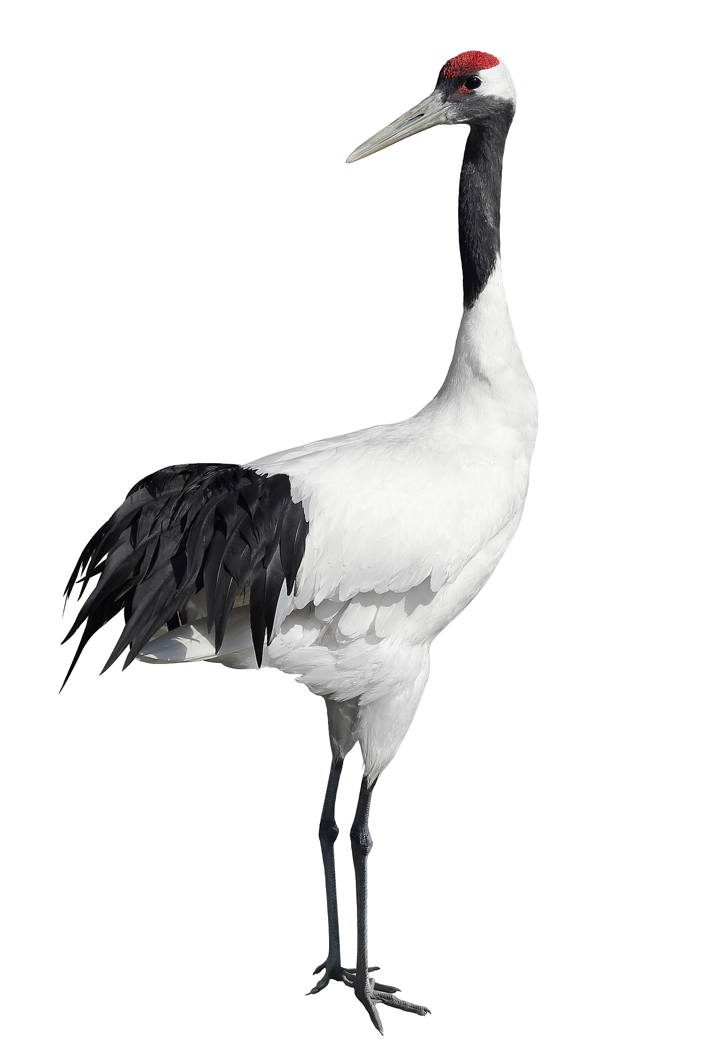 给我描述一下鹤