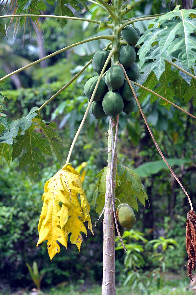 蓬婆果实功效：抗氧化、降血糖、增强免疫力等 | 巴西千层蛋果 | 南美洲蛇果