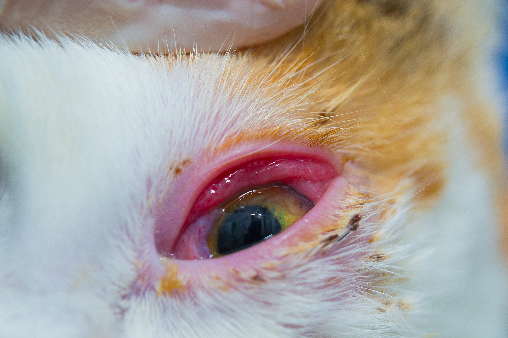 猫杯状病毒病：症状、传播、预防与疫苗